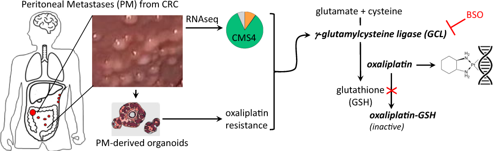 l carnitine complex benefits Role of L-carnitine in exercise training: Anti-inflammatory, antioxidant, and metabolic interactions
