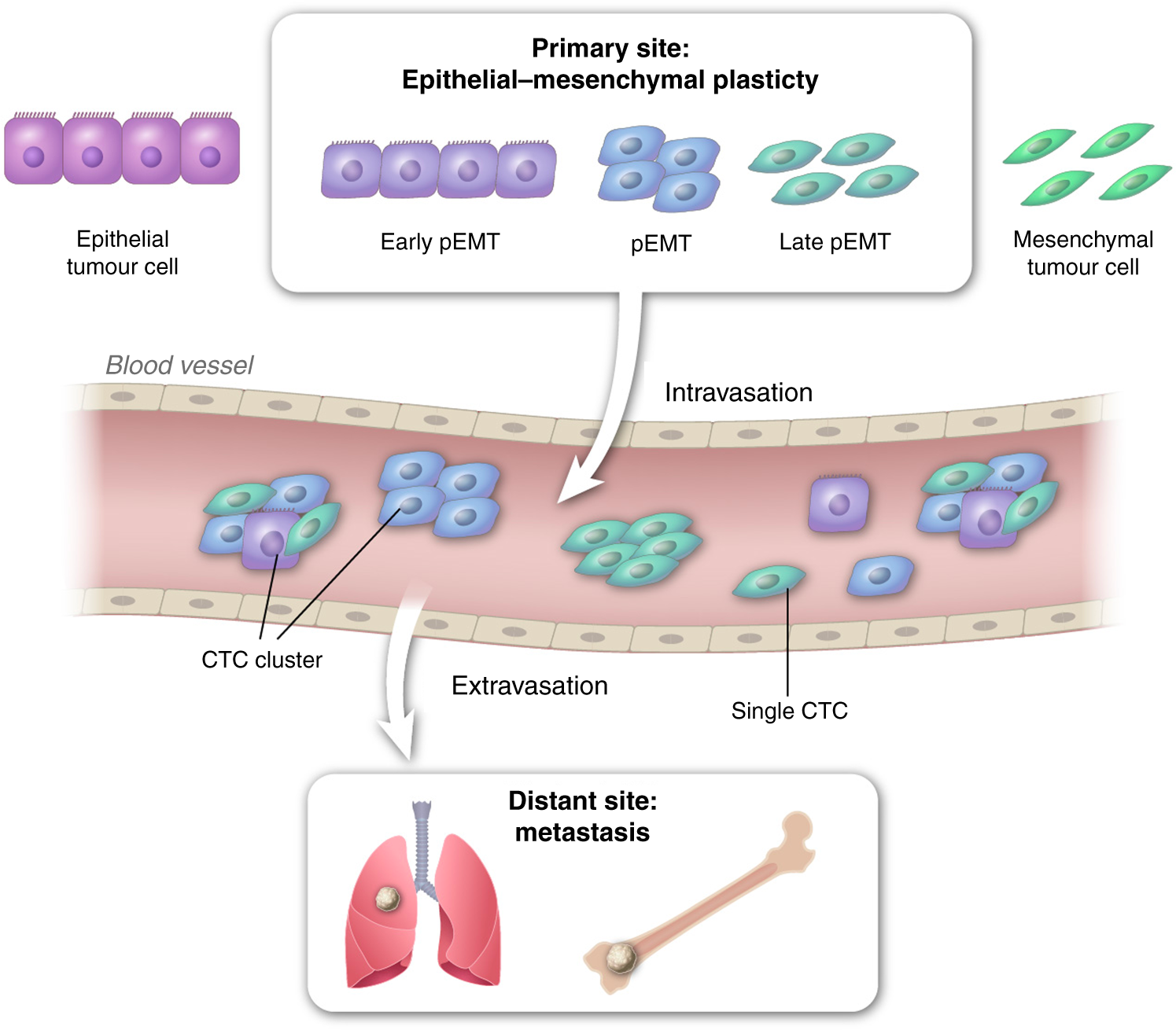 Circulating tumour cells in the -omics era: how far are we from achieving  the 'singularity'? | British Journal of Cancer