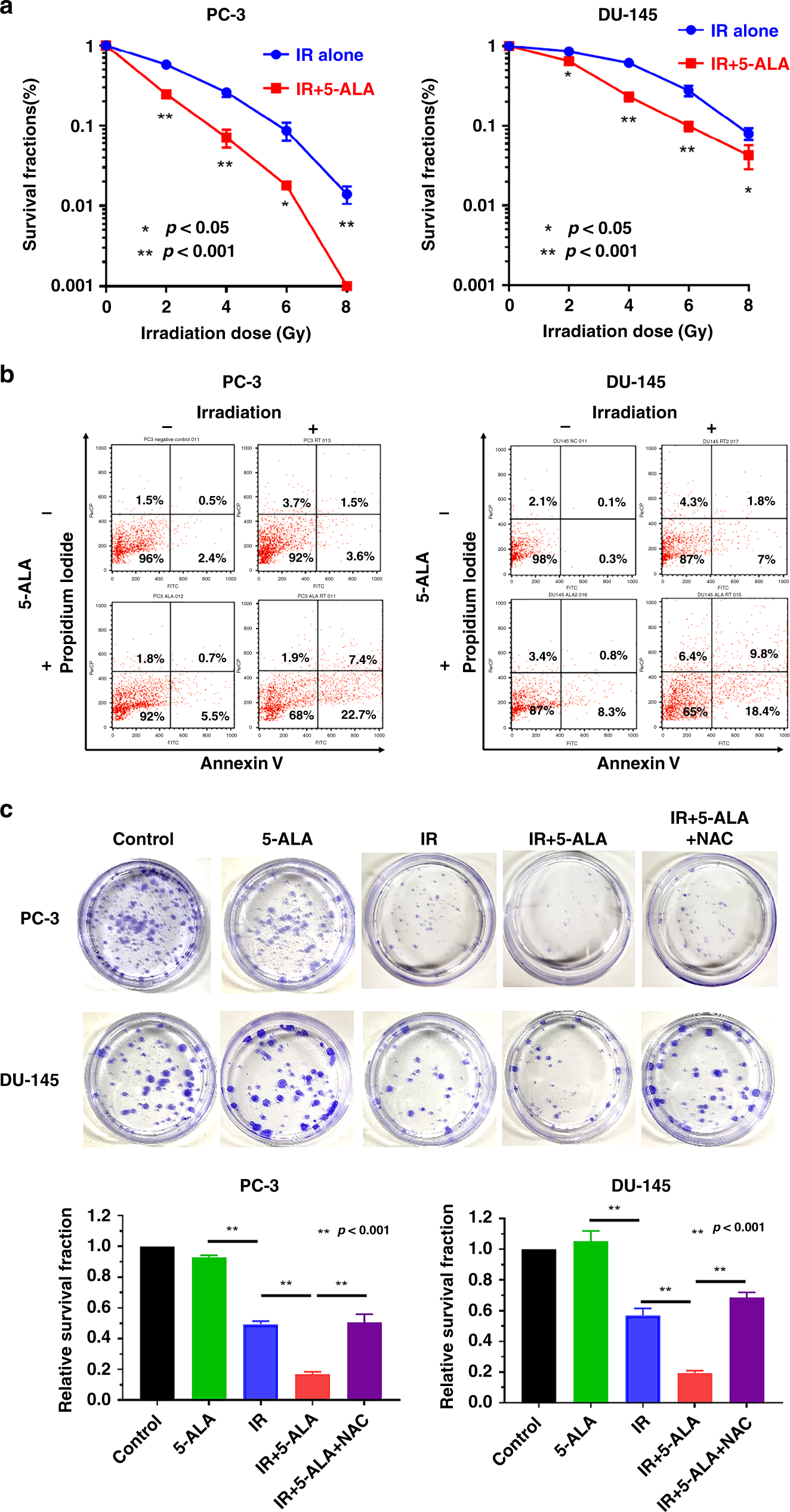 Fig. 1: Effect of 5-ALA on the sensitivity of PCA cells to RT.