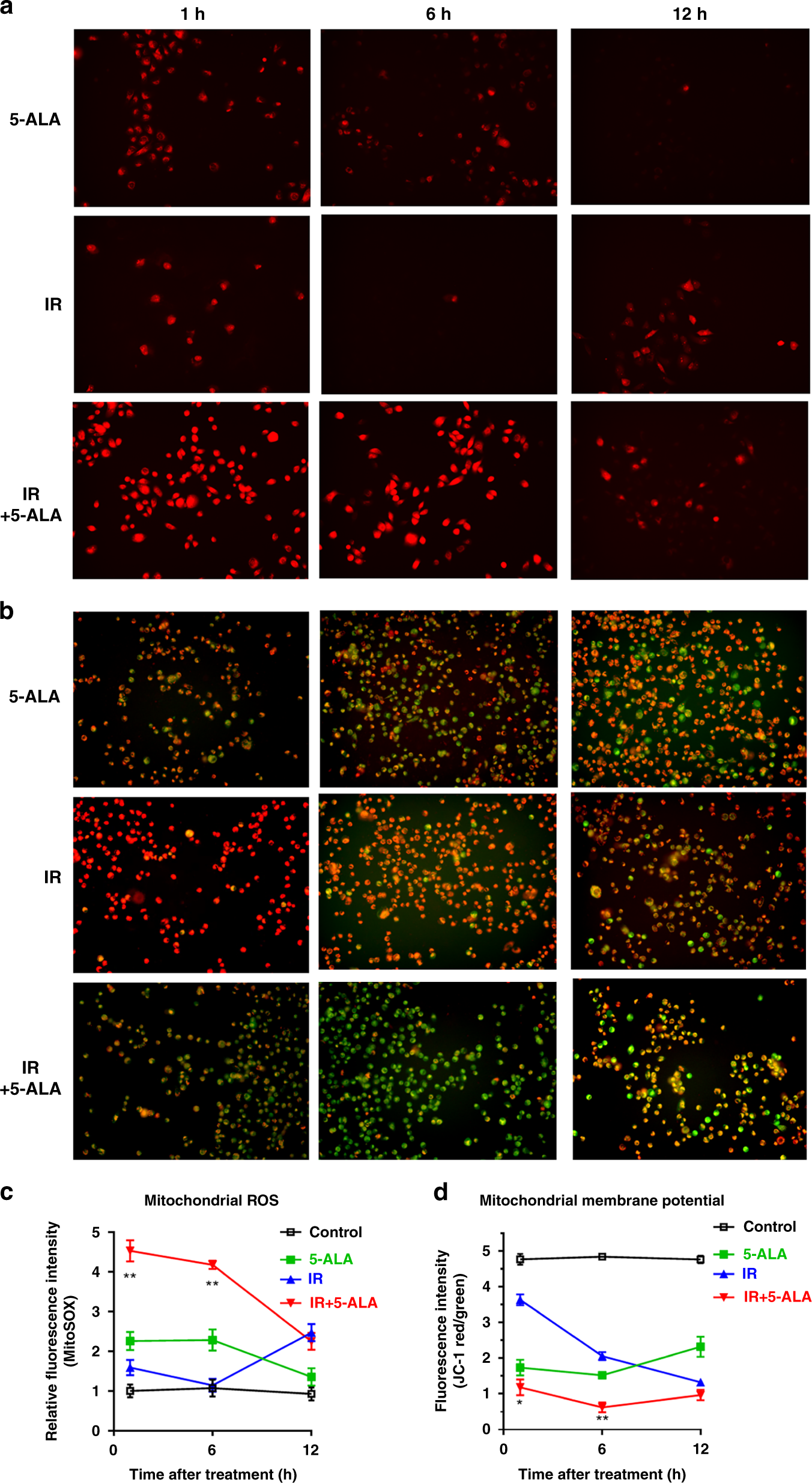 Fig. 2: Effect of 5-ALA on intra-cellular mitochondrial ROS production and MMP after RT in PC-3 cells.