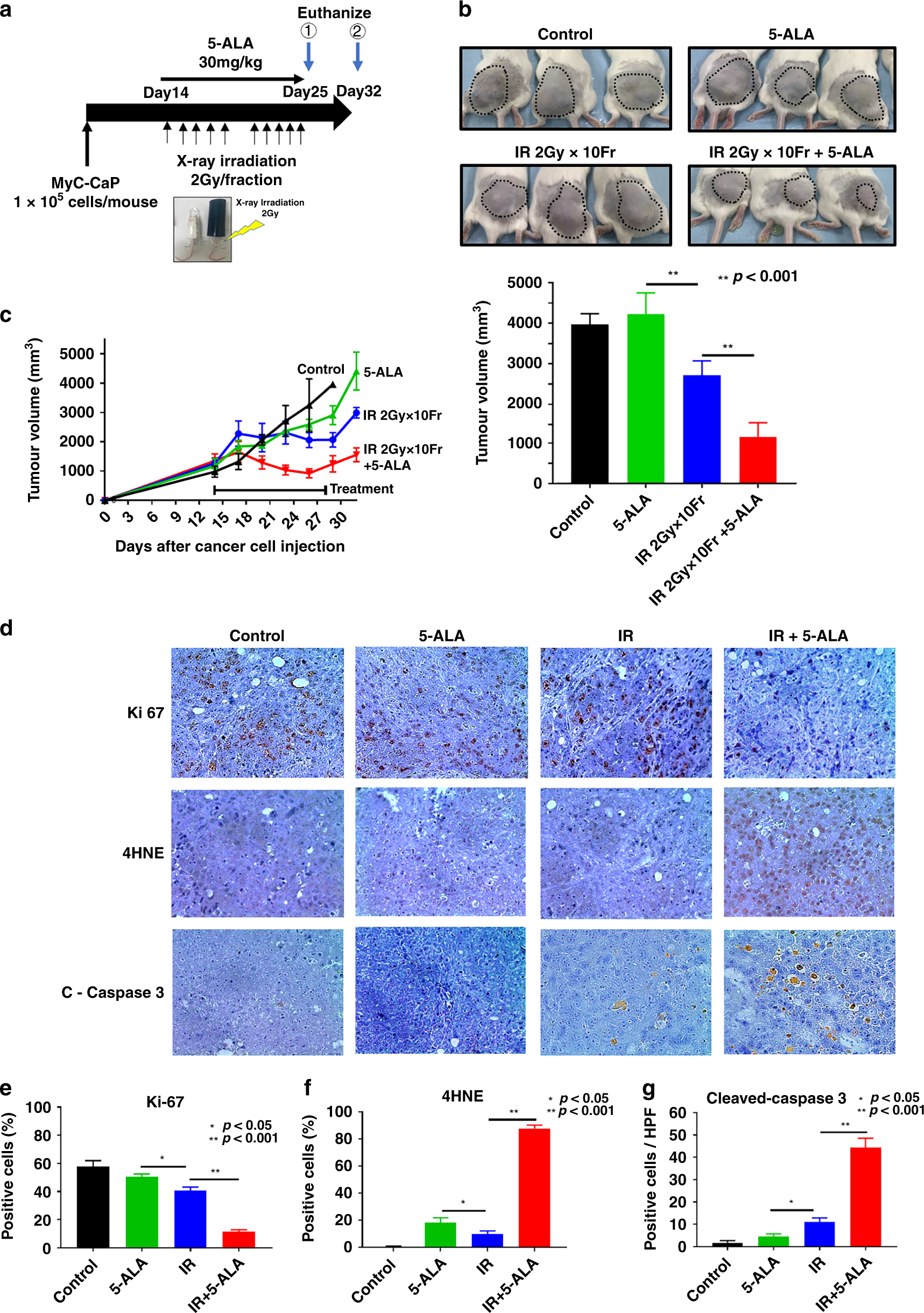 Fig. 4: In vivo anti-cancer effects of the combined therapy with 5-ALA and radiation.