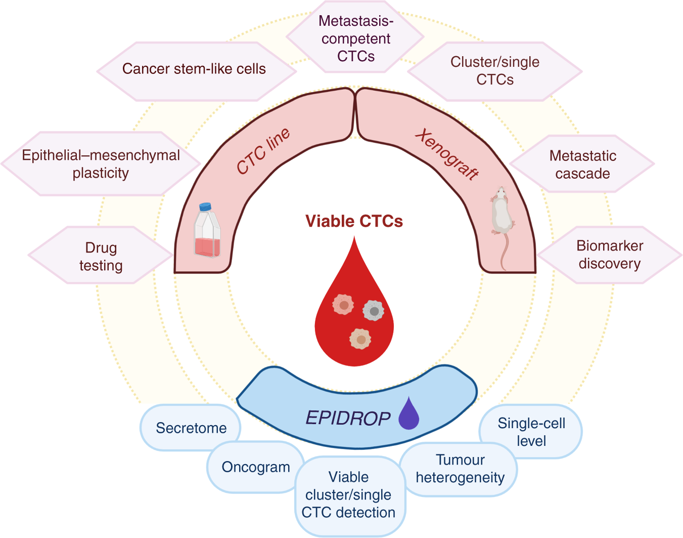 Functional analysis of circulating tumour cells: the KEY to understand the  biology of the metastatic cascade | British Journal of Cancer