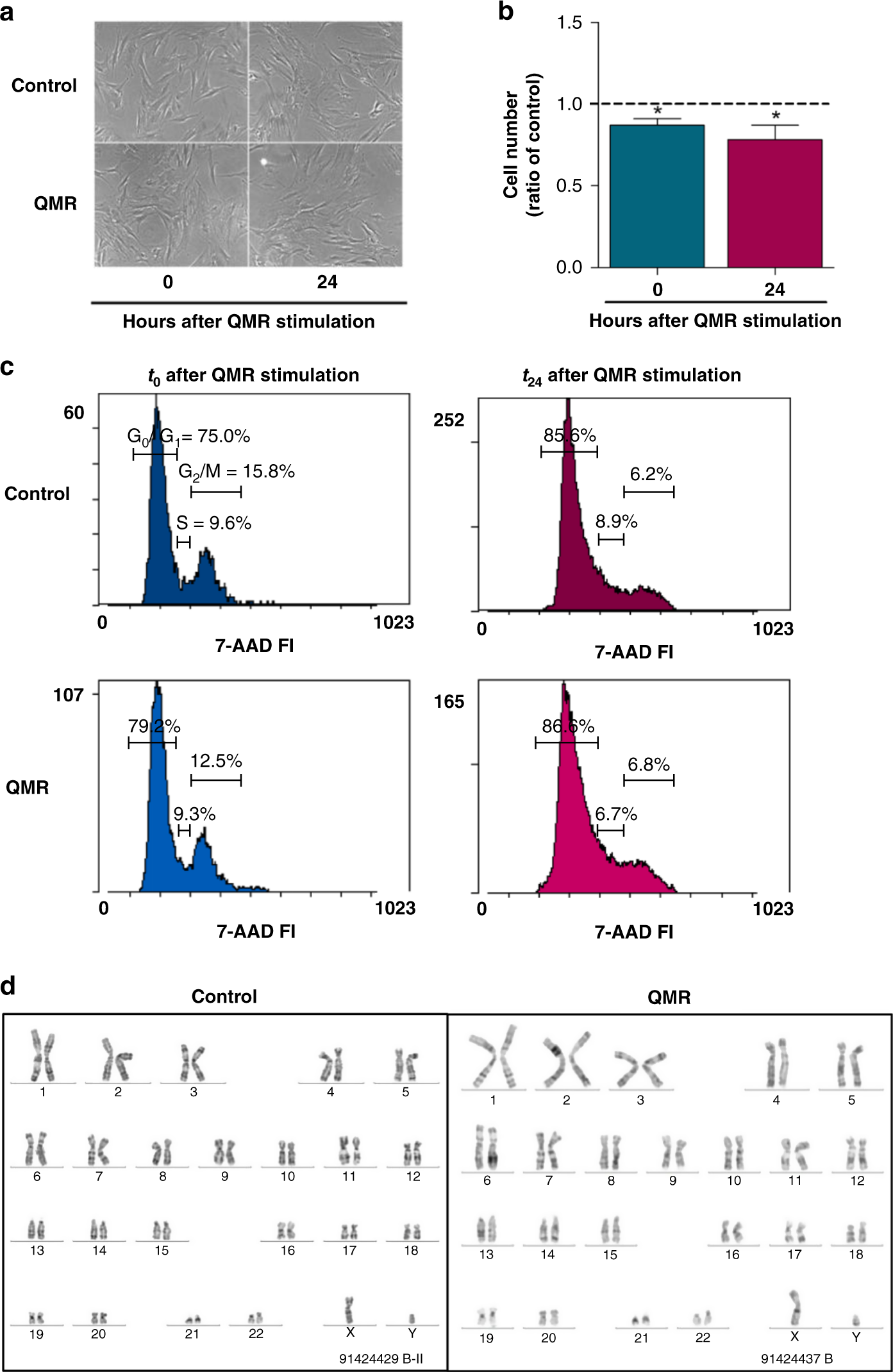 Fig. 2: Effect of QMR stimulation on mesenchymal stromal cells.