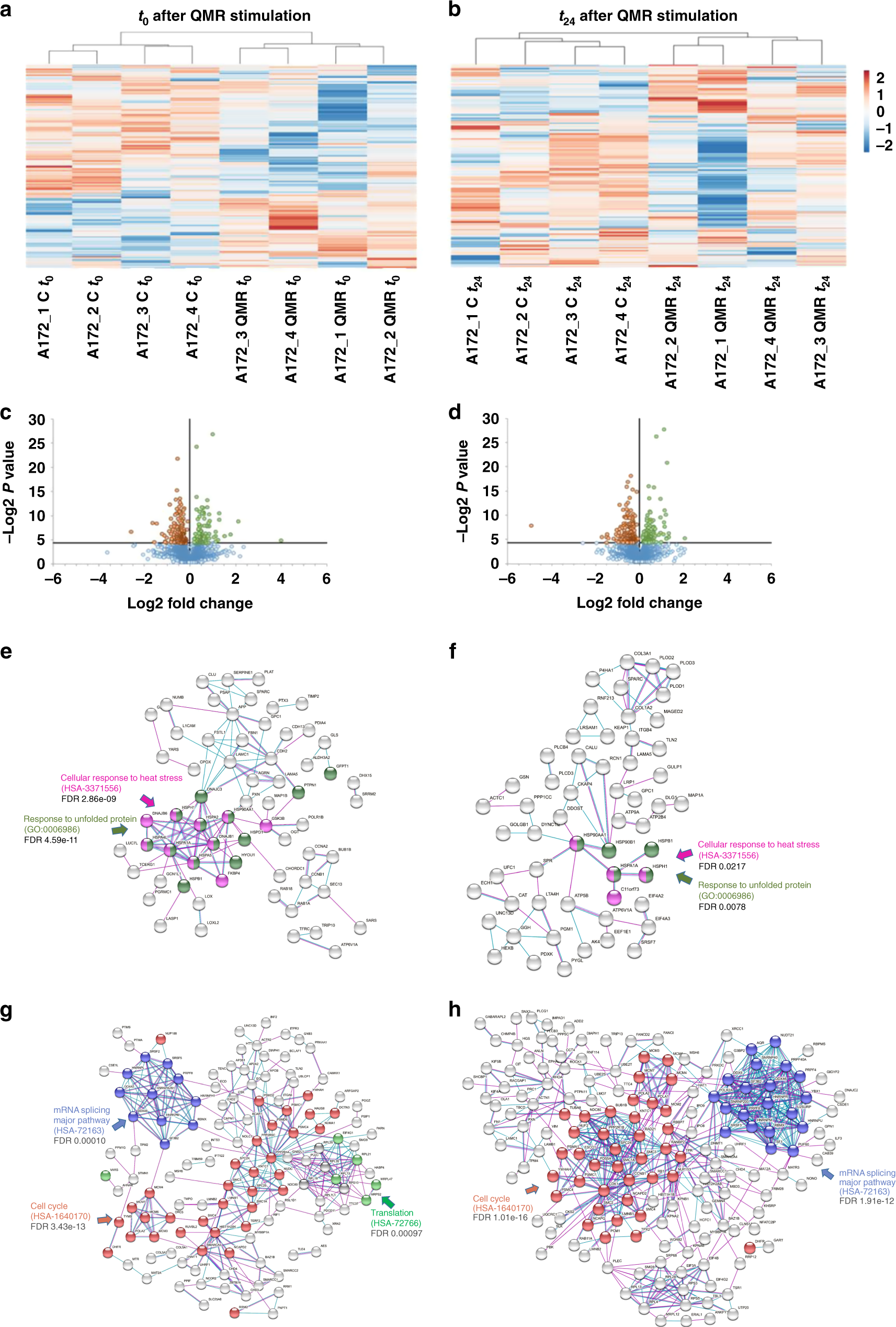 Fig. 4: A172 proteomic profile after QMR stimulation.