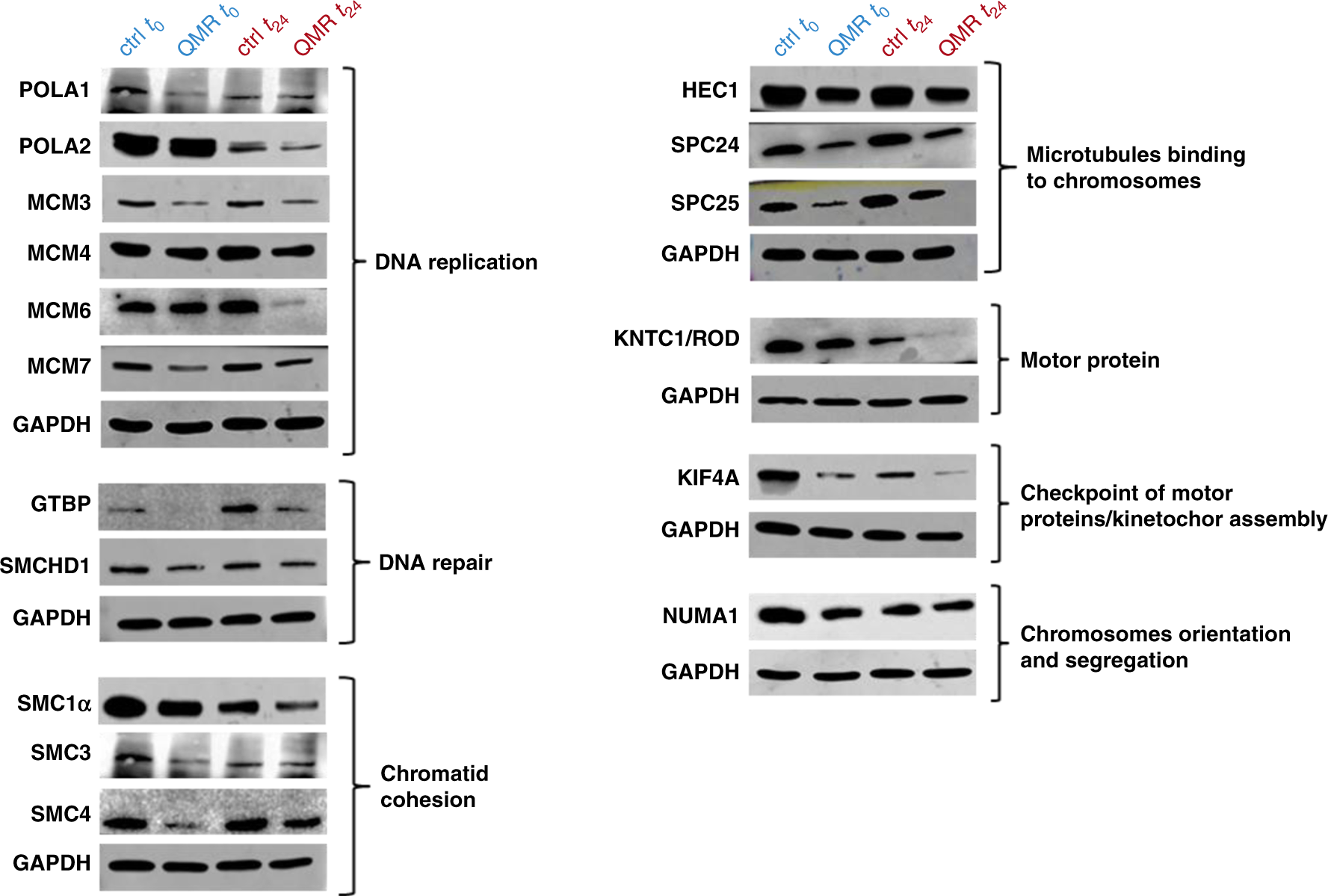 Fig. 5: WB validation of proteomic analysis.