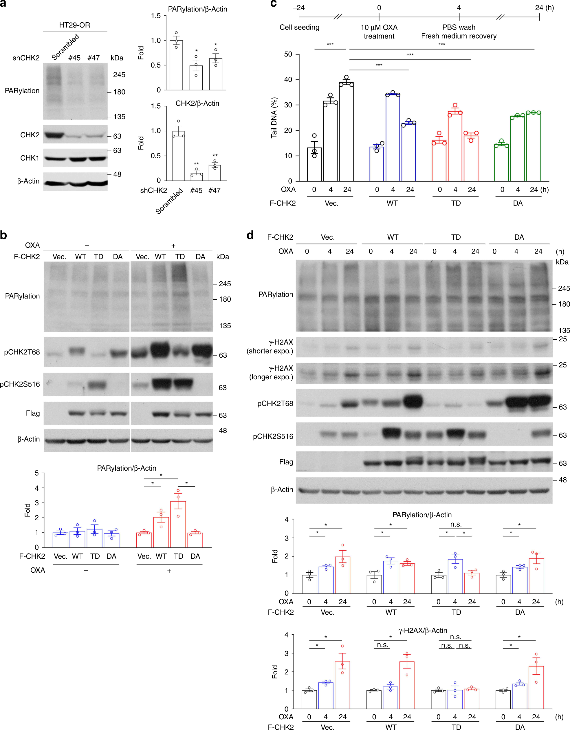 Fig. 3: CHK2 promotes PARylation and facilitates DNA repair.