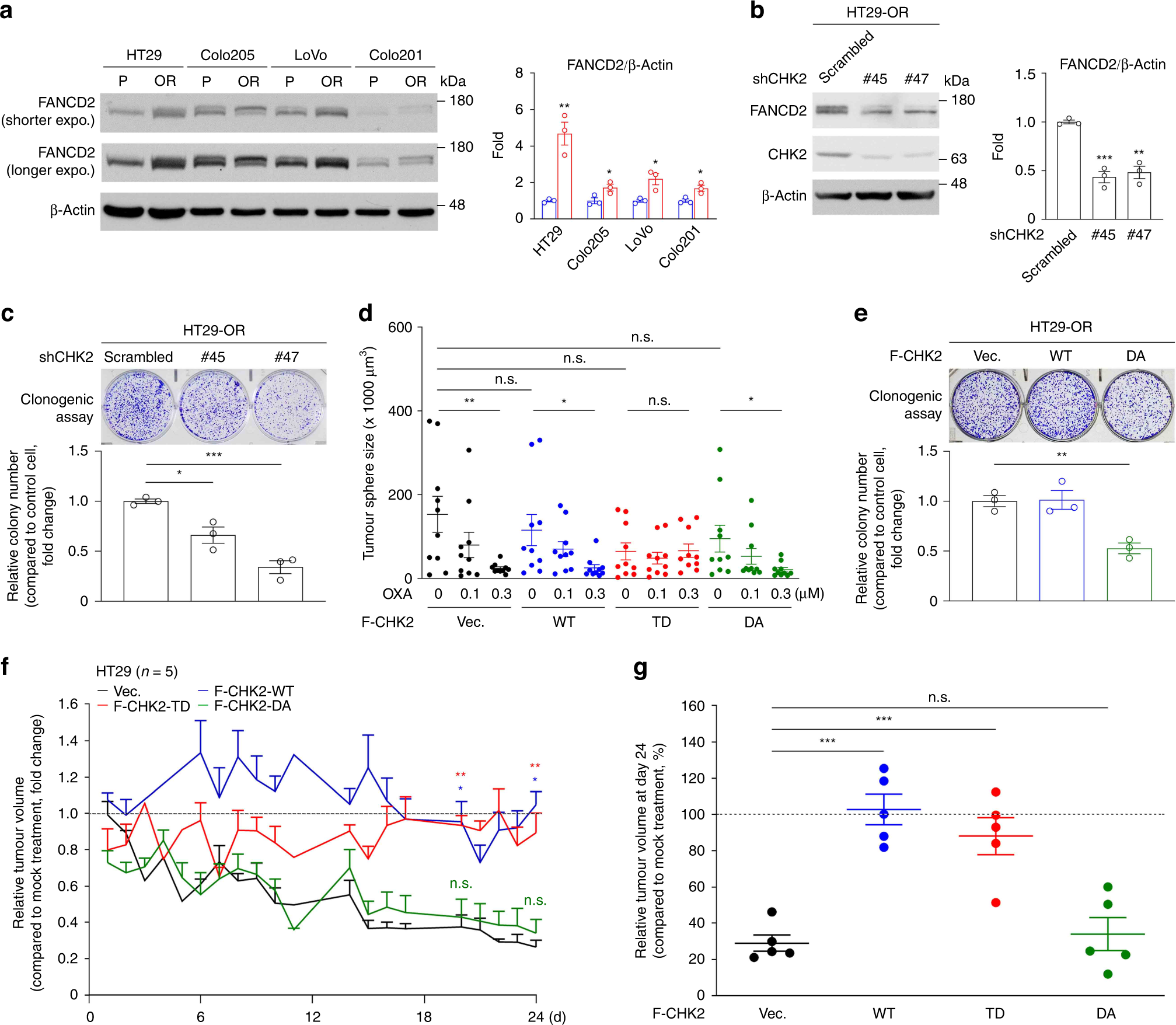 Fig. 5: CHK2 activity is critical for overcoming oxaliplatin.