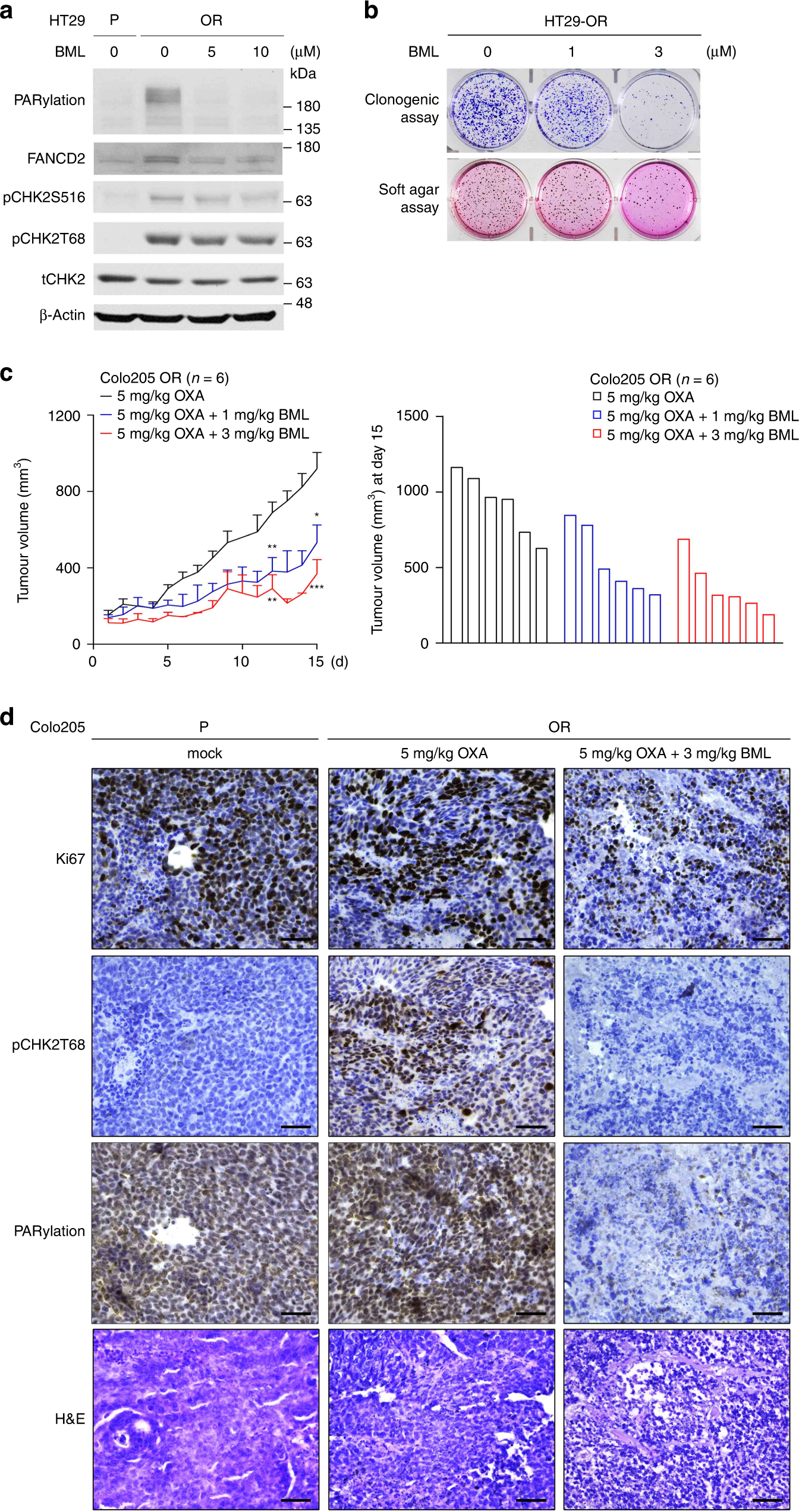 Fig. 6: BML-277 suppresses the growth of OR CRC in vitro and in vivo.