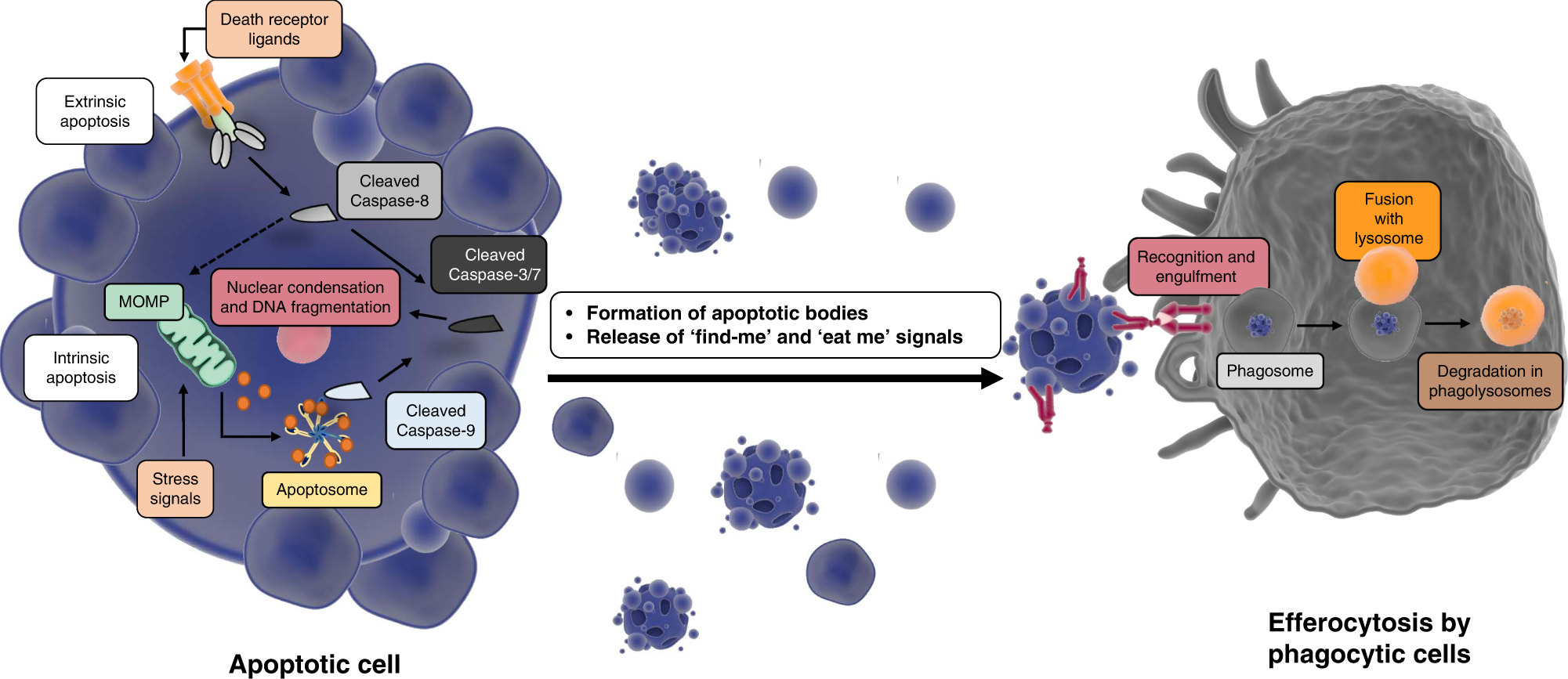 Programmed cell death 50 (and beyond)