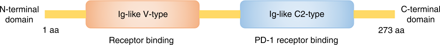 Fig. 1: Linear diagrammatic views of functional motifs of PD-L2.