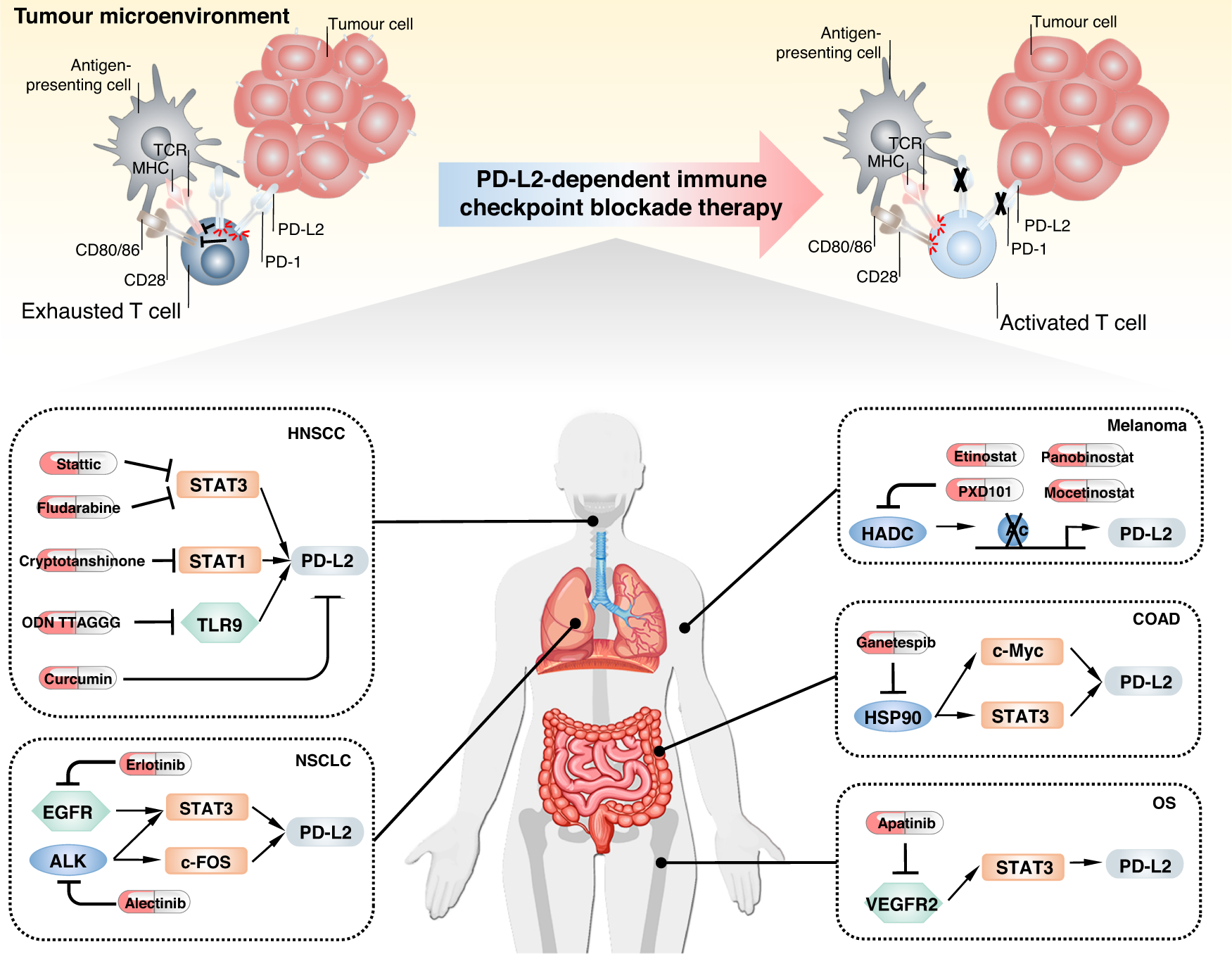 Fig. 3: PD-L2-dependent immune checkpoint blockade therapy.