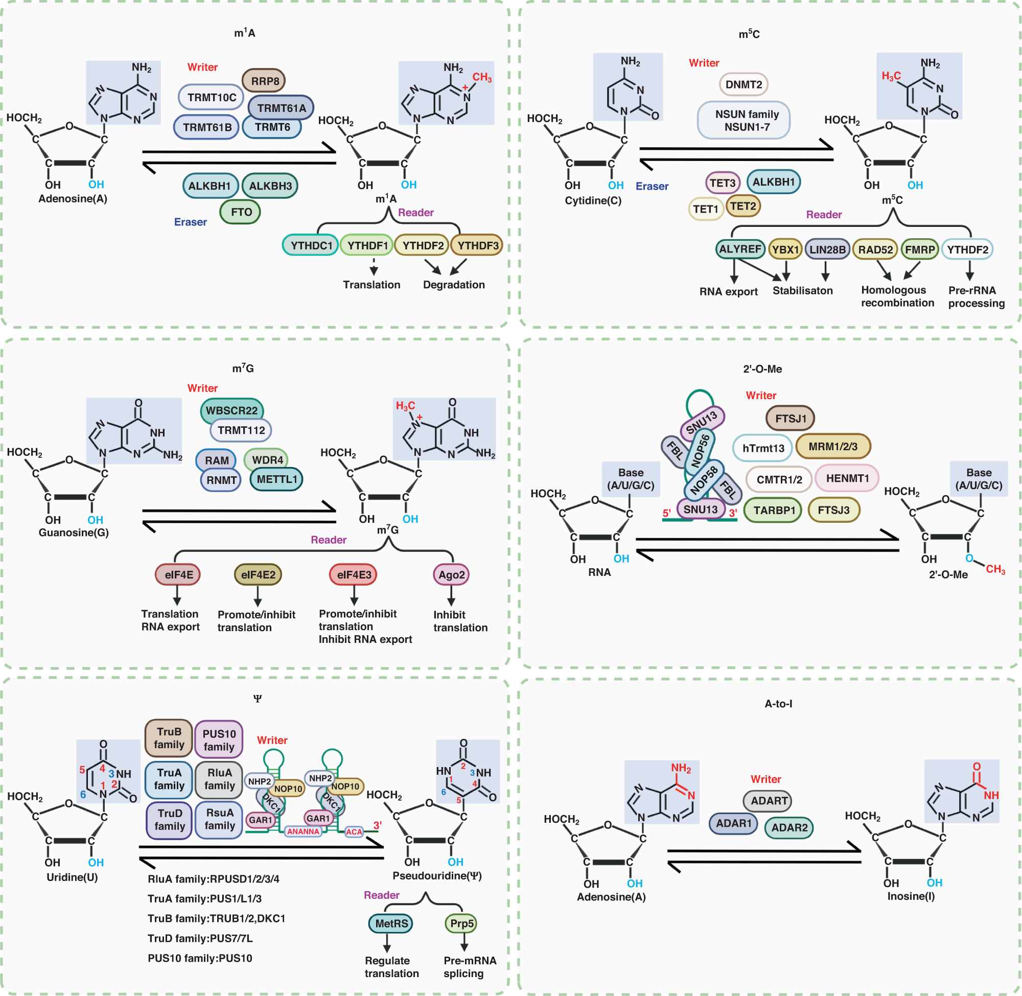tRNA modifications: insights into their role in human cancers: Trends in  Cell Biology