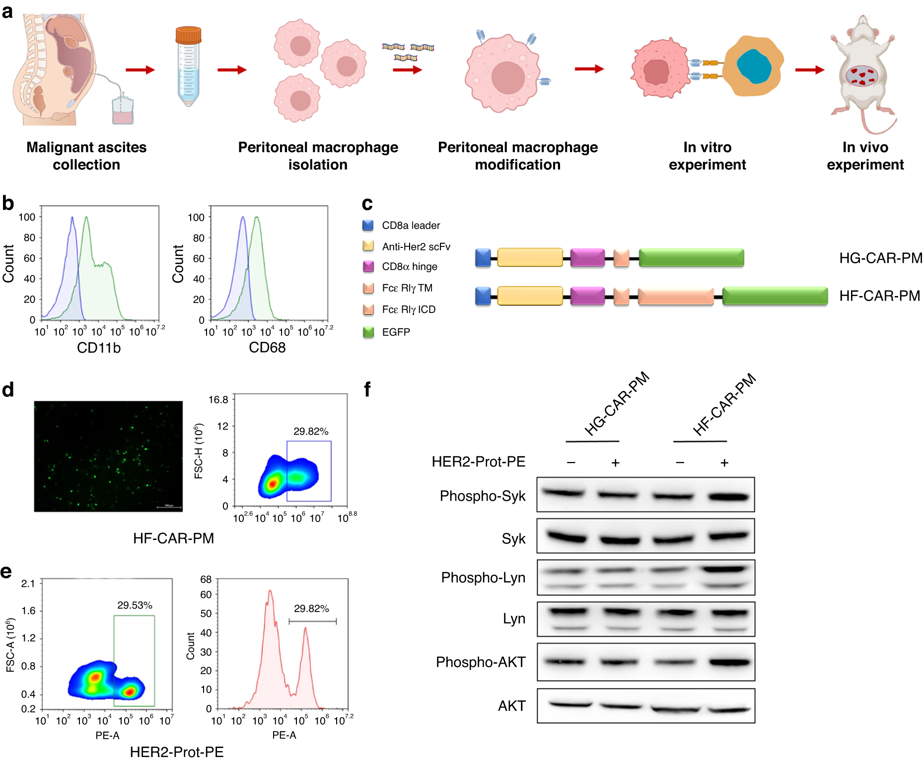 Fig. 1: Construction of HER2-specific CAR in primary human peritoneal macrophages.