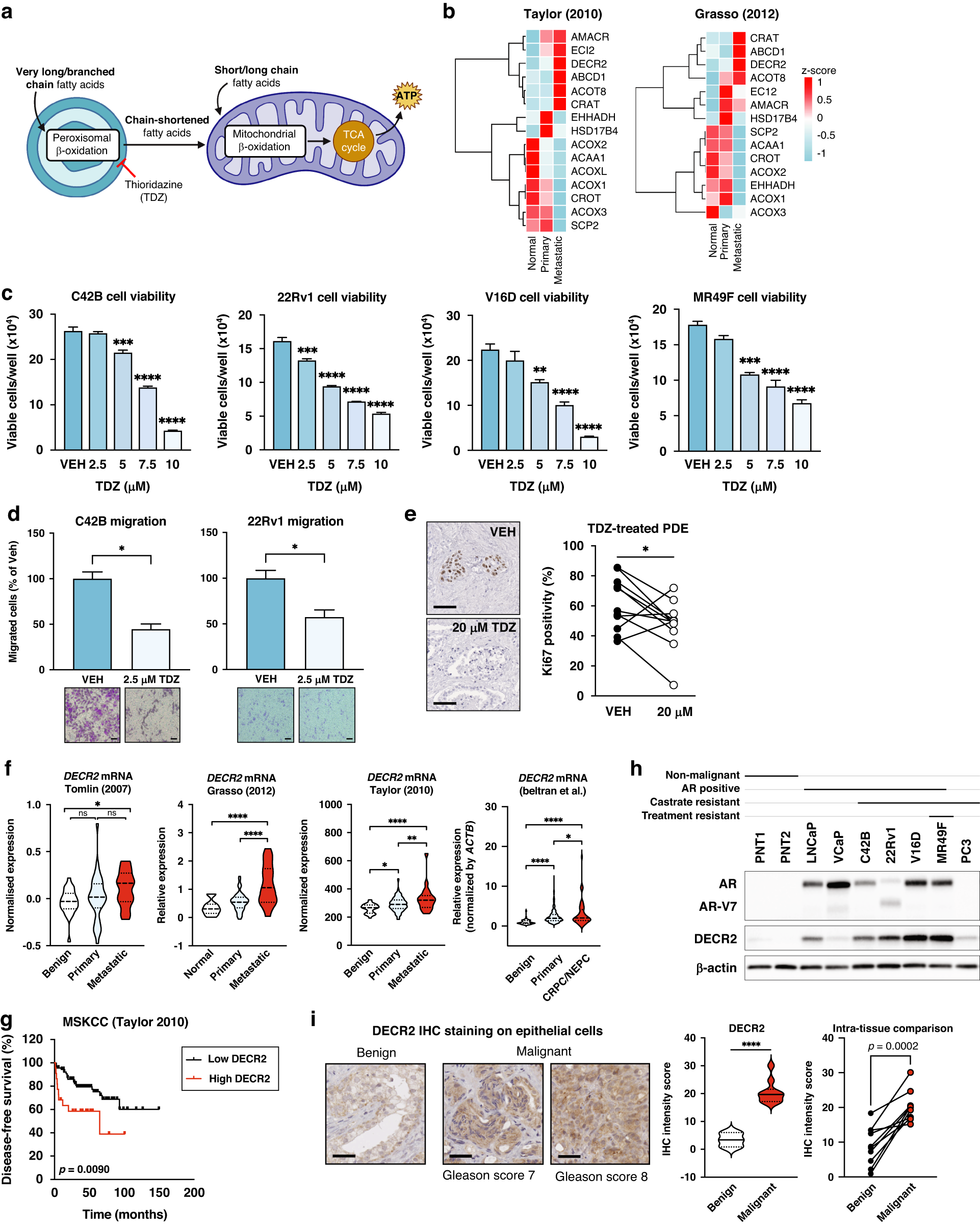 Fig. 1: DECR2 is overexpressed in prostate cancer.