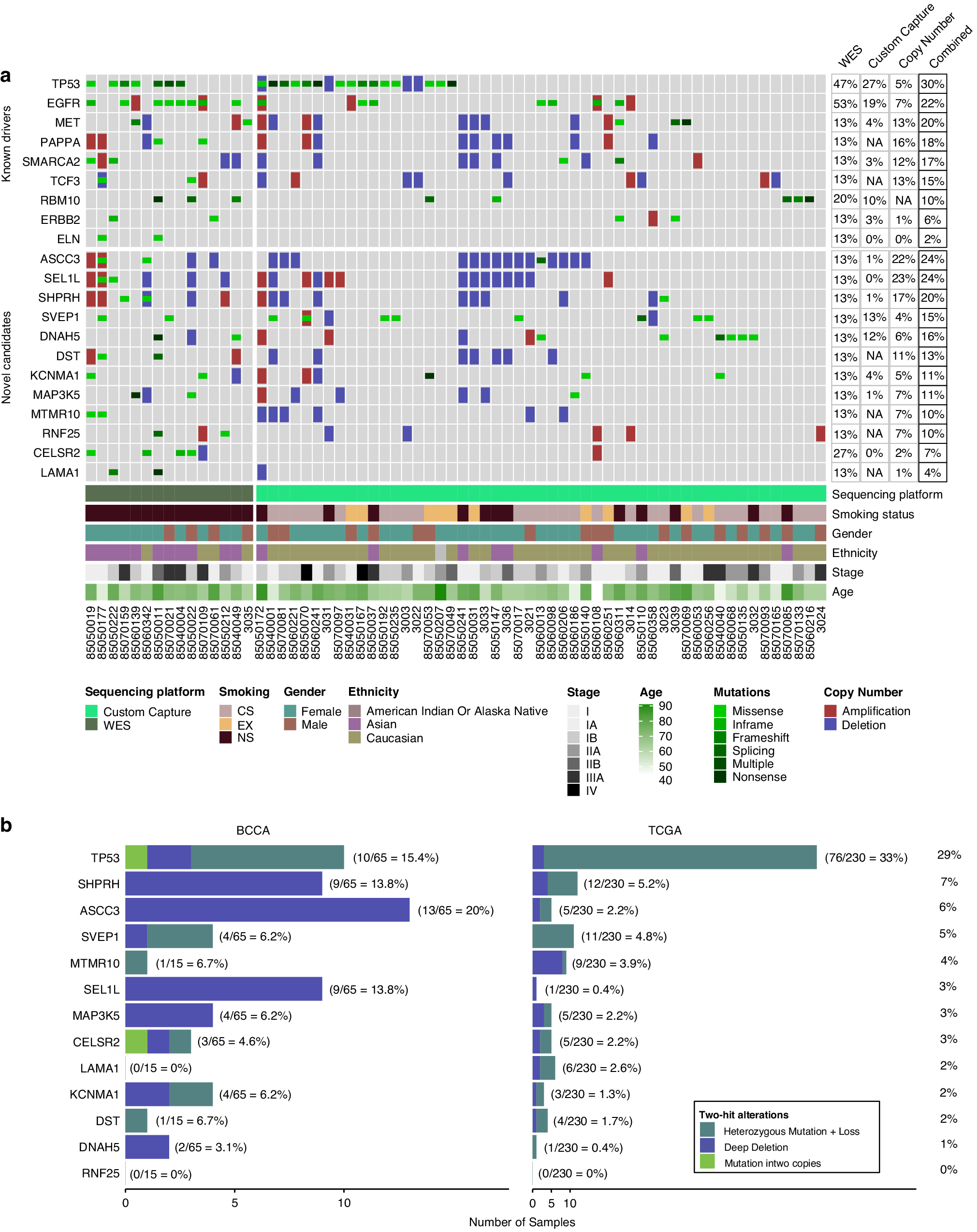 Fig. 2: Genomic alterations and prevalence of candidate driver genes across expanded panel of LUAD tumors and assessment of two-hit frequency.