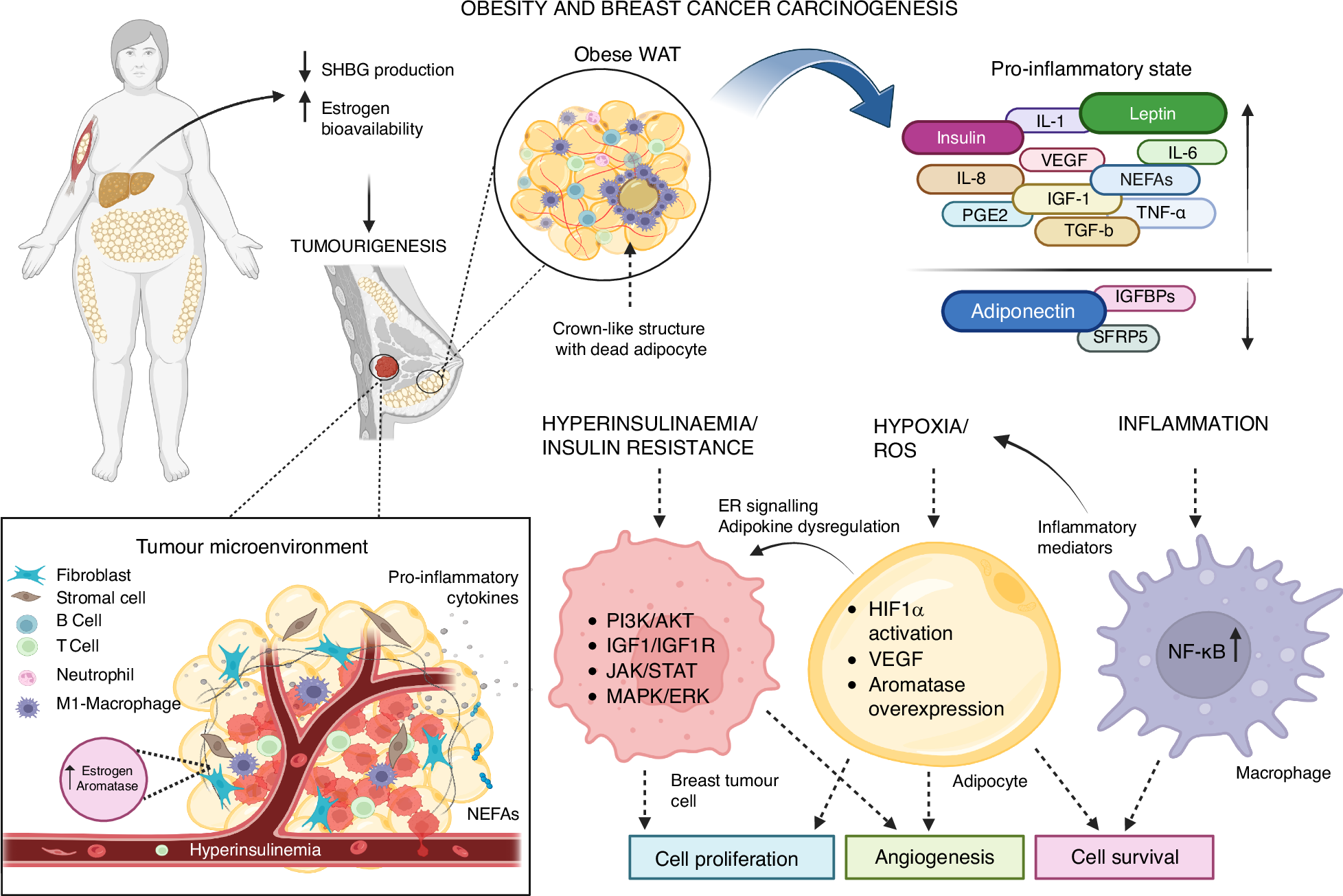 Estrogen Receptor alpha Antibody – Bioss, image size:1956x1305