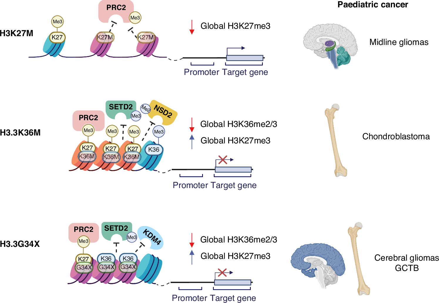 Role of epigenetics in paediatric cancer pathogenesis & drug resistance |  British Journal of Cancer