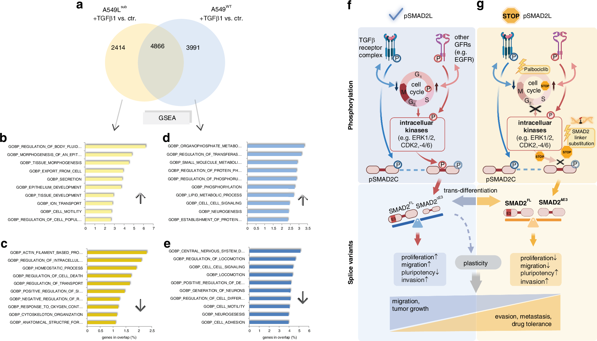 Fig. 5: Deprivation of pSMAD2L signalling altered TGFβ1-induced gene expression in A549 cells and contributed to cell plasticity.