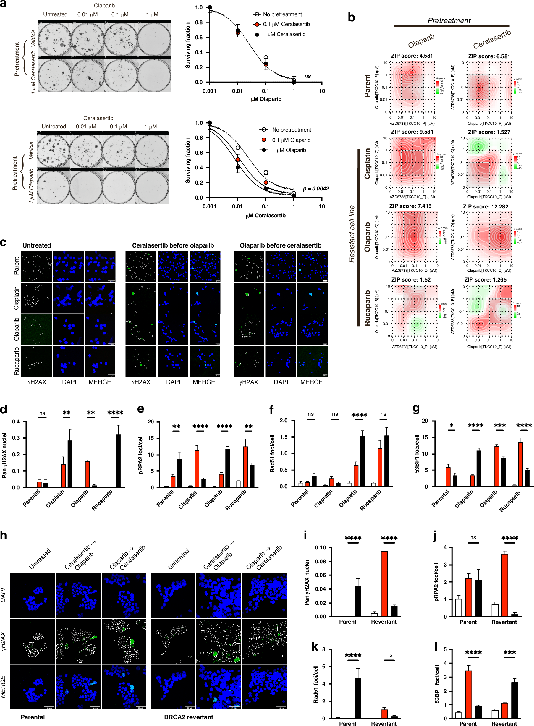 Fig. 4: Ceralasertib sensitises acquired resistant PDAC to PARP inhibition.