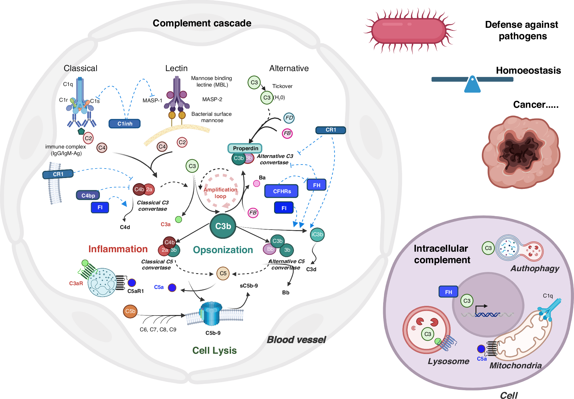 Complement system in tumor growth and metastases | British Journal of Cancer