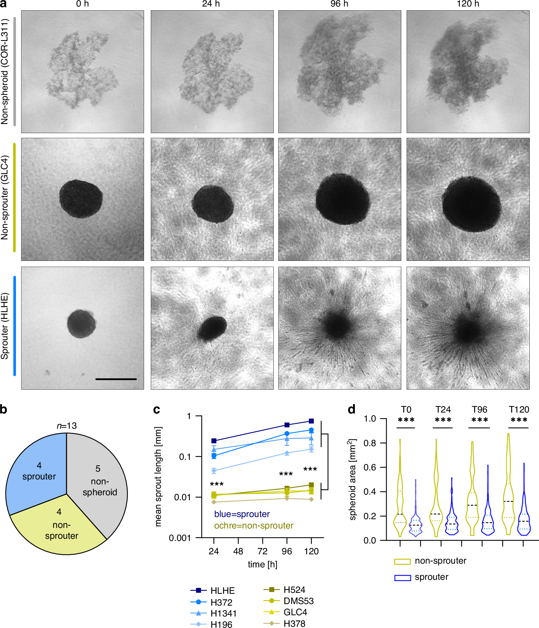 Fig. 1: SCLC cell lines display differential invasive potential in vitro.