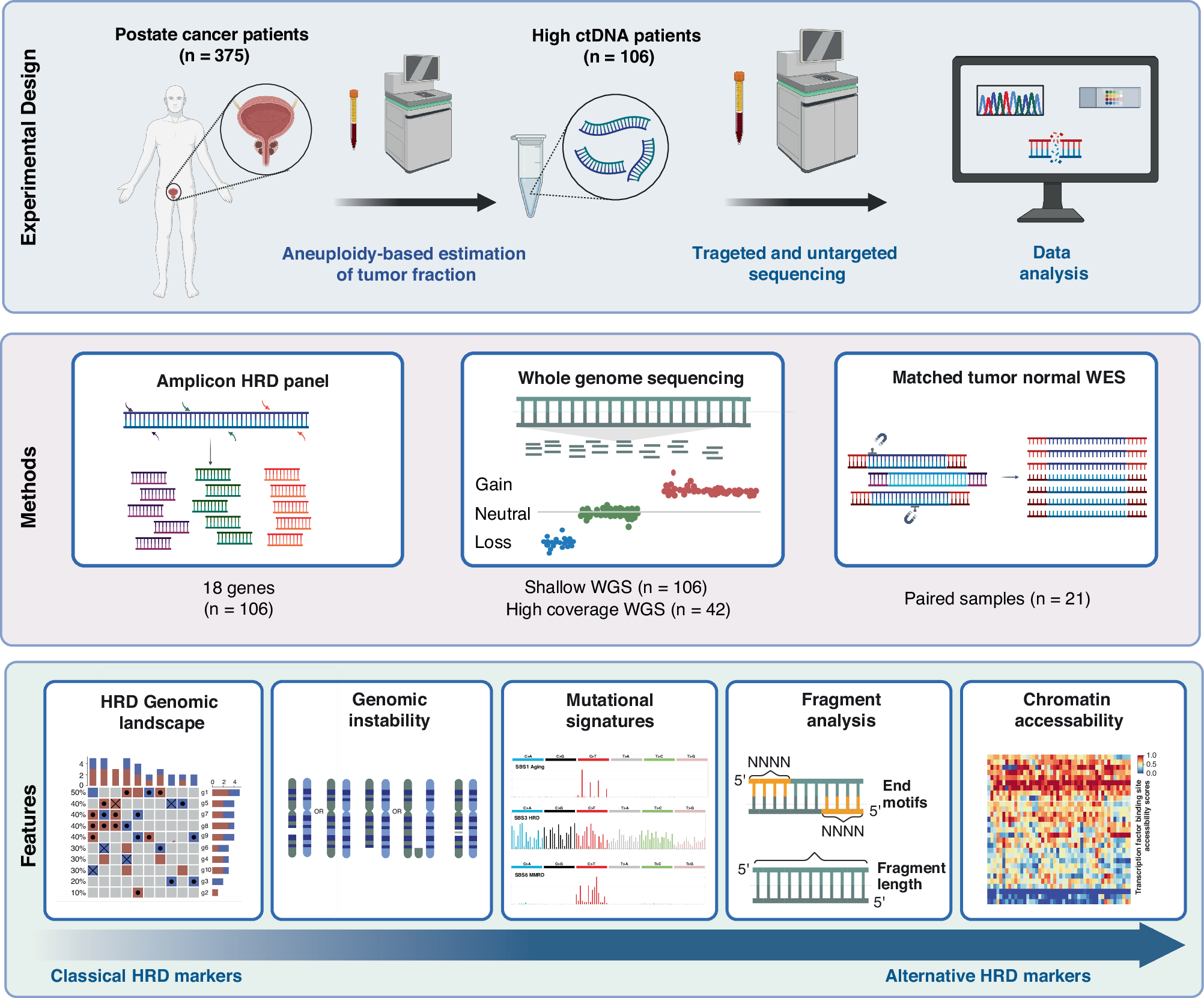 Fig. 1: Multimodal framework for HRD detection from cfDNA in advanced prostate cancer.