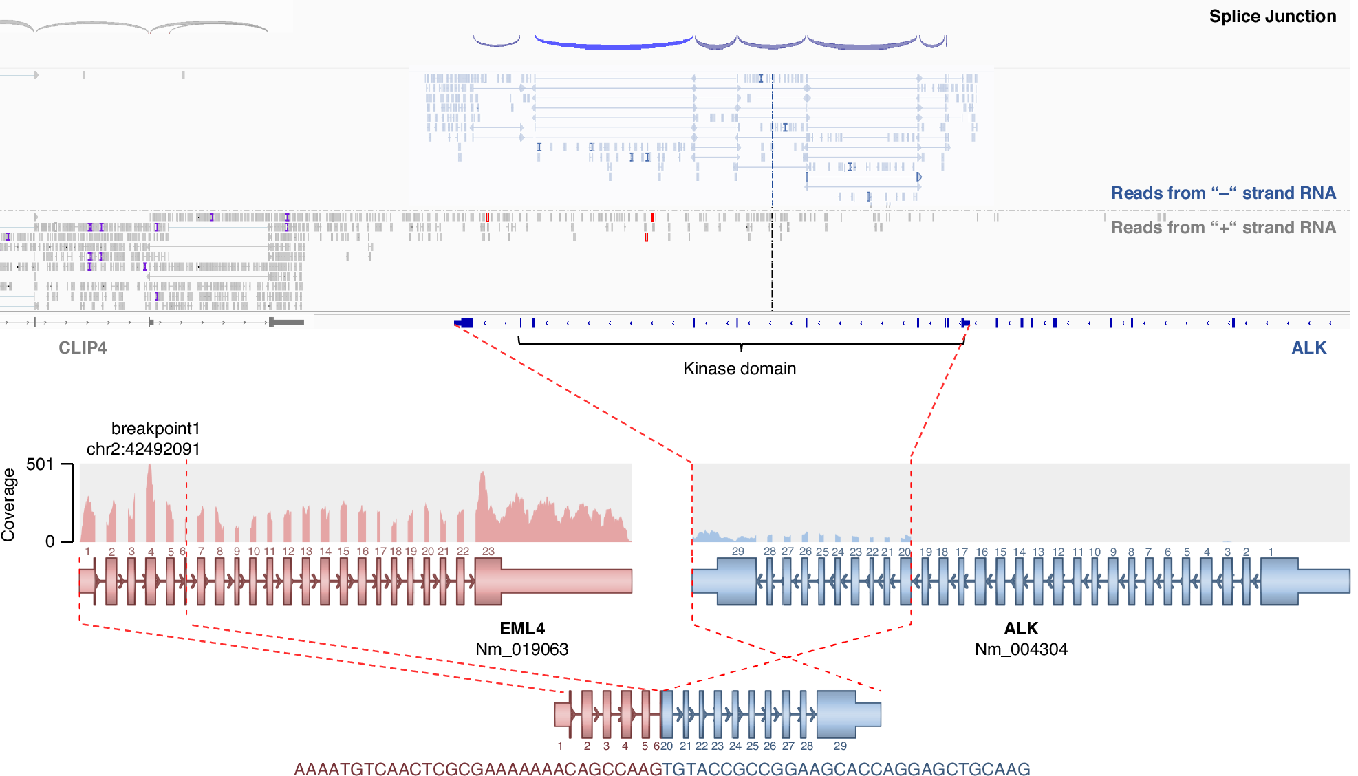 Fig. 3: A—Imbalance Assay for EML4::ALK fusion.