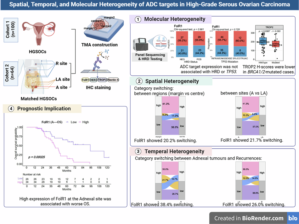 Spatial, temporal, and molecular heterogeneity of ADC targets in high-grade  serous ovarian carcinoma | British Journal of Cancer