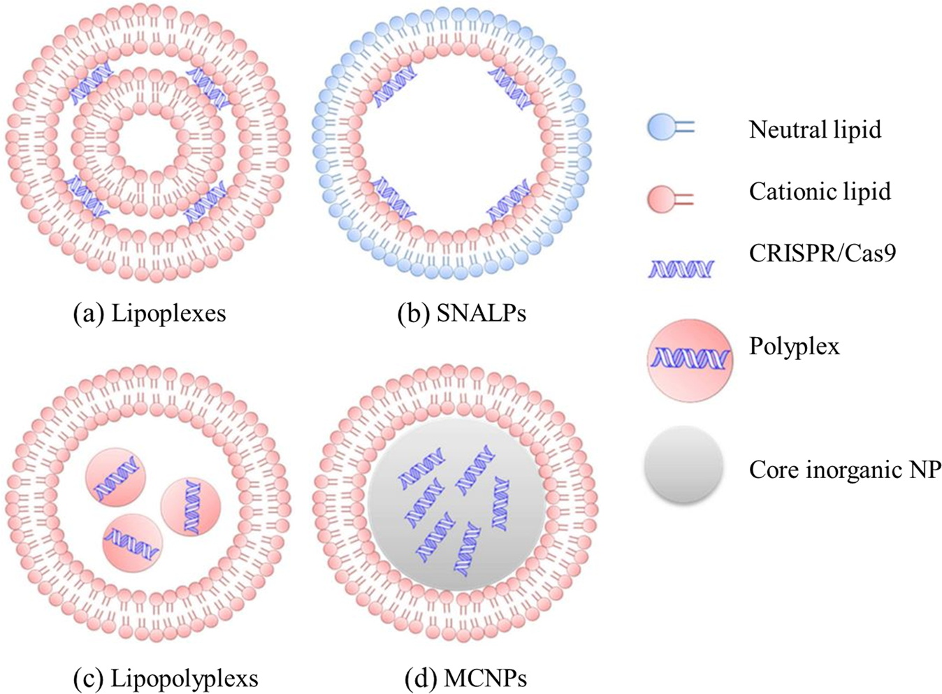 Liposomal Delivery Of Crispr Cas9 Cancer Gene Therapy
