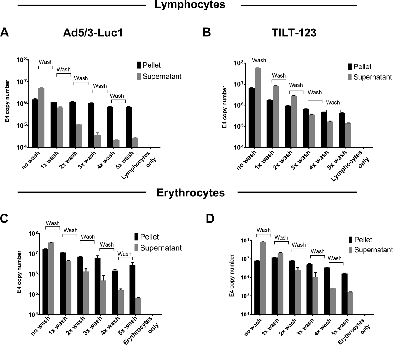 Fig. 1: Association of adenovirus particles with lymphocytes and erythrocytes.