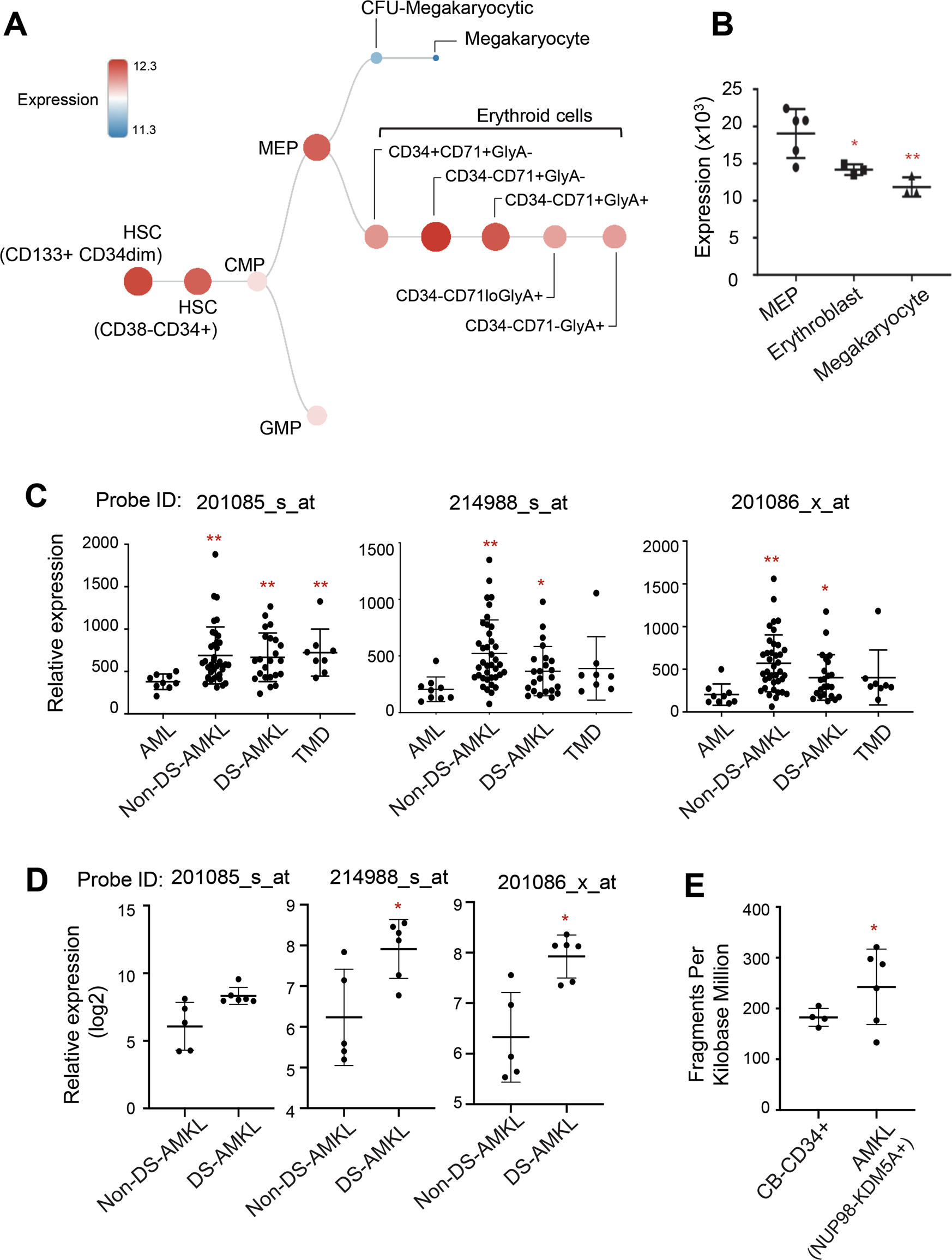 Son Inhibits Megakaryocytic Differentiation Via Repressing Runx1 And The Megakaryocytic Gene Expression Program In Acute Megakaryoblastic Leukemia Cancer Gene Therapy Son Inhibits Megakaryocytic Differentiation Via Repressing Runx1 And The Megakaryocytic Gene Expression Program In Acute Megakaryoblastic Leukemia Cancer Gene Therapy