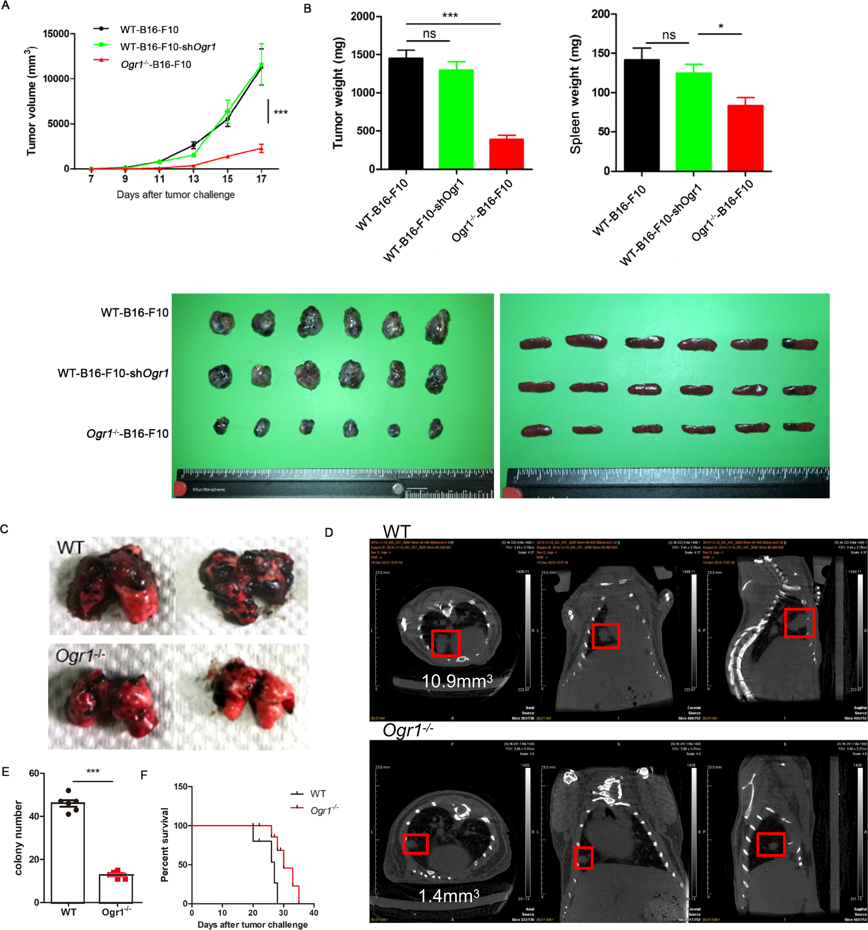Inhibition of host Ogr1 enhances effector CD8+ T-cell function by  modulating acidic microenvironment | Cancer Gene Therapy