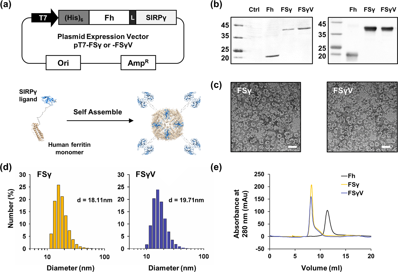 Nanocages displaying SIRP gamma clusters combined with prophagocytic  stimulus of phagocytes potentiate anti-tumor immunity | Cancer Gene Therapy