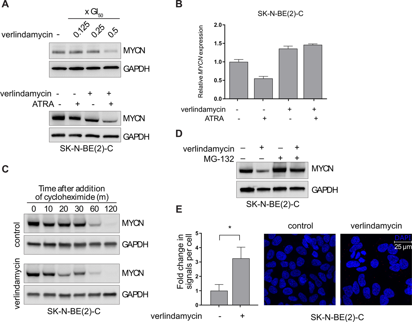 Fig. 4: Verlindamycin downregulates the expression of MYCN protein in MYCN-amplified neuroblastoma.