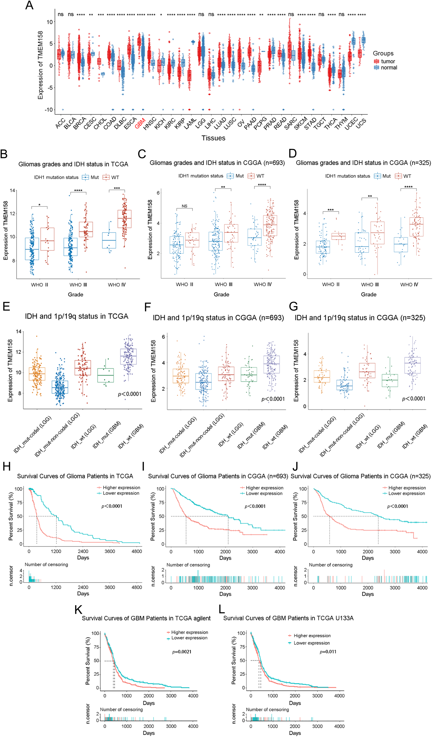 Fig. 1: TMEM158 mRNA is highly expressed in IDH1-WT GBMs and is correlated with poor prognosis in glioma patients.