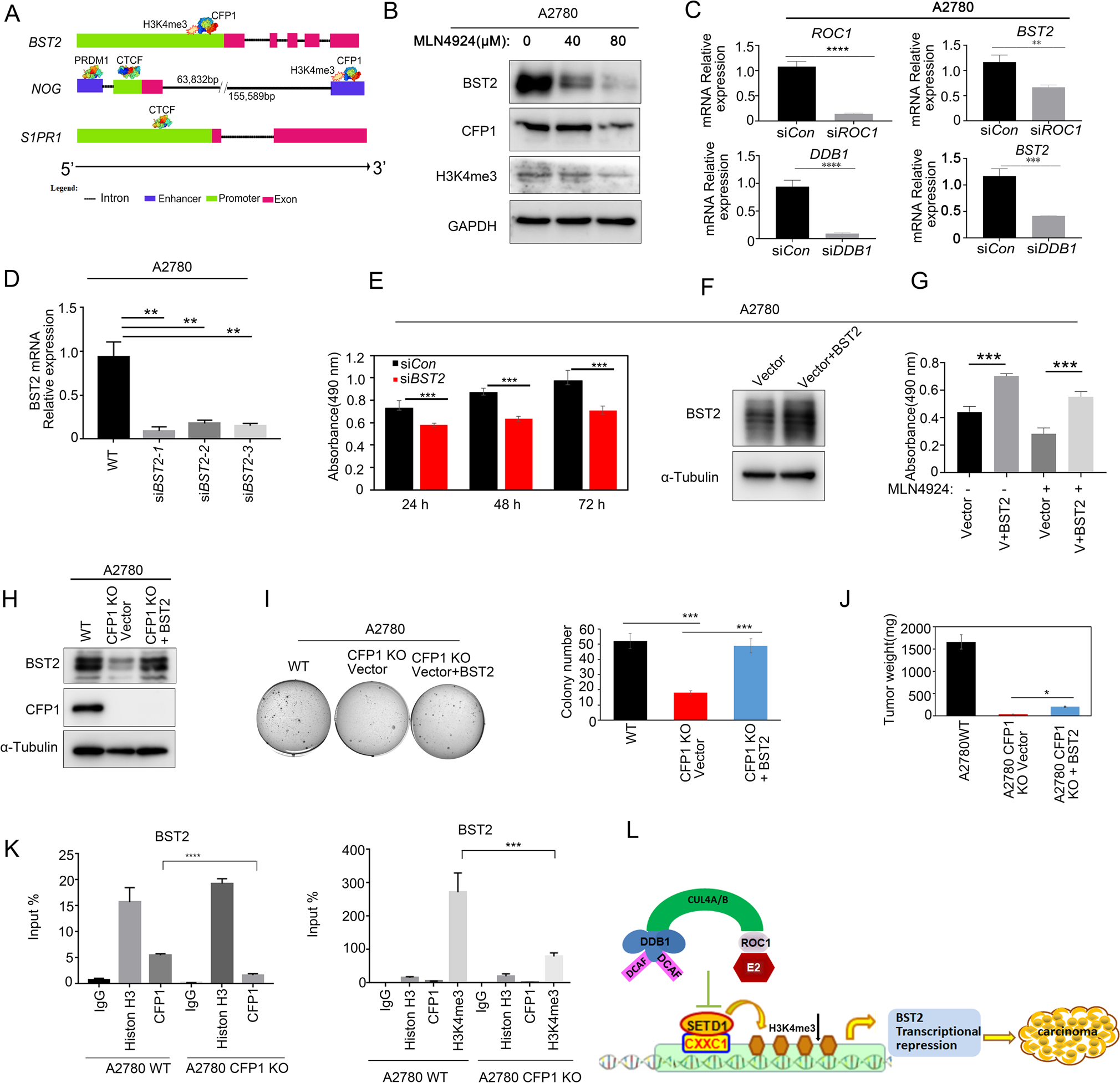 Fig. 6: CFP1 promotes ovarian cancer cell proliferation by affecting BST2 transcription.