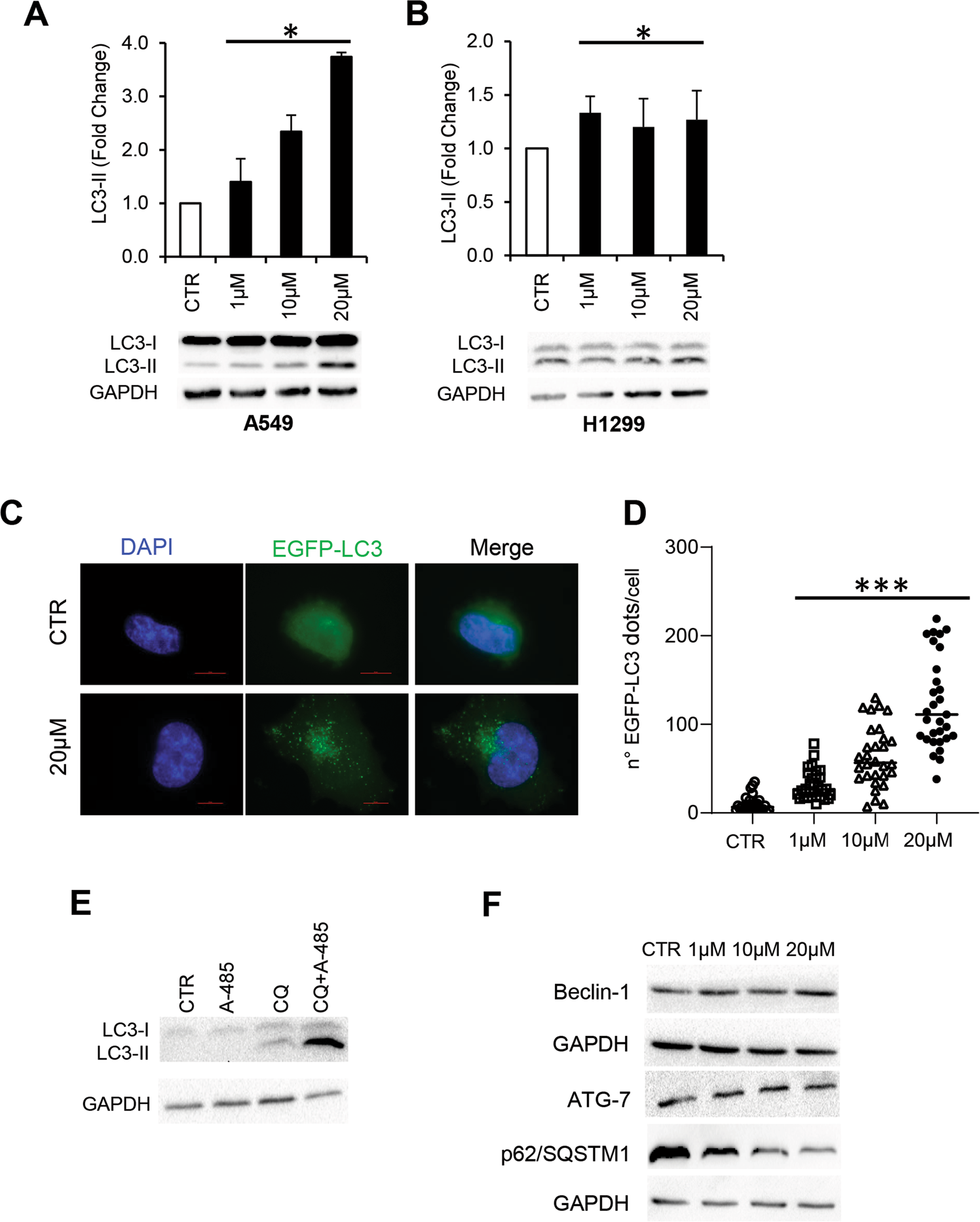 Fig. 3: A-485 induces autophagy in NSCLC cells.