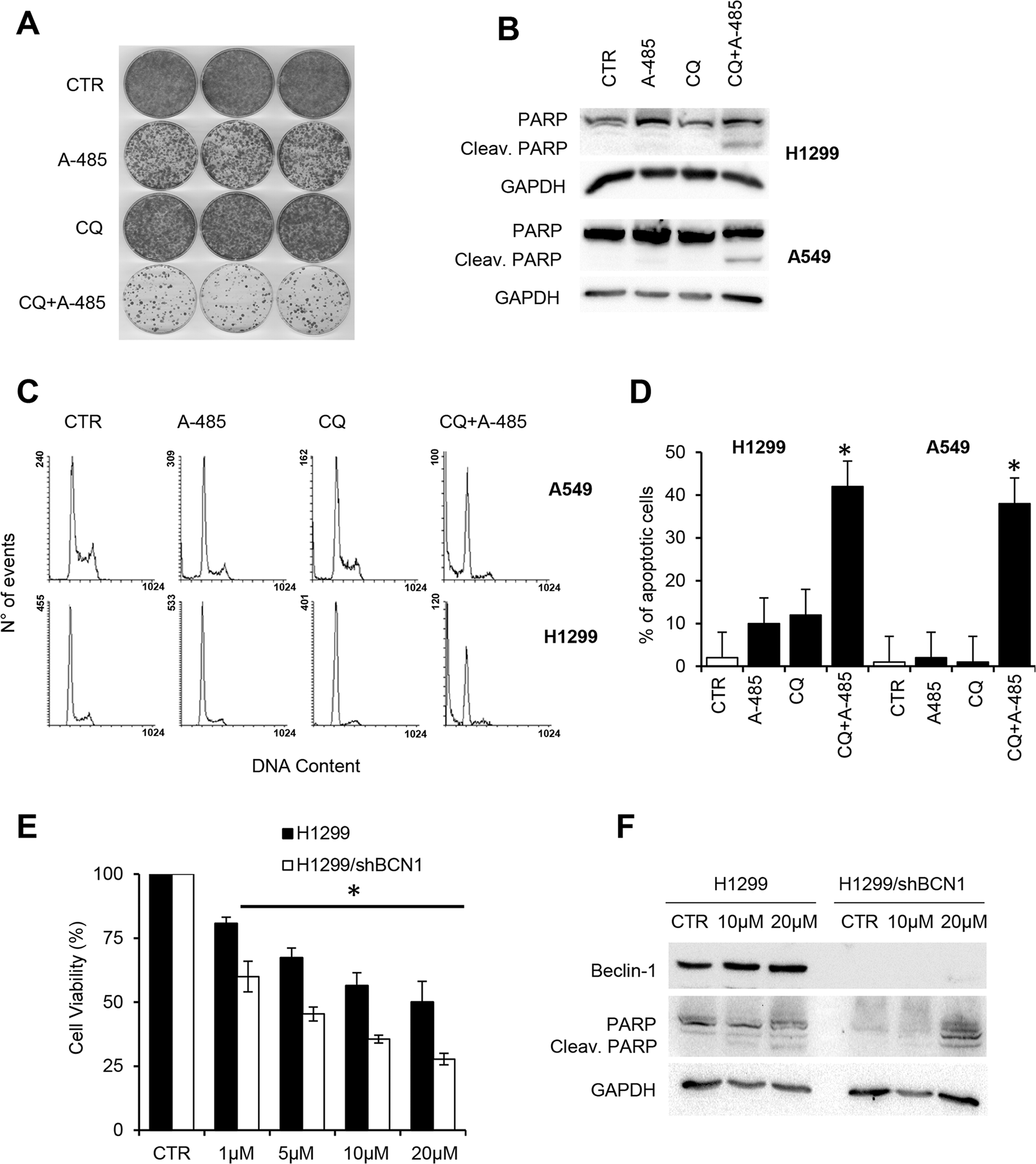 Fig. 4: Pharmacological or genetic autophagy blockade induces cell death upon A-485 treatment.