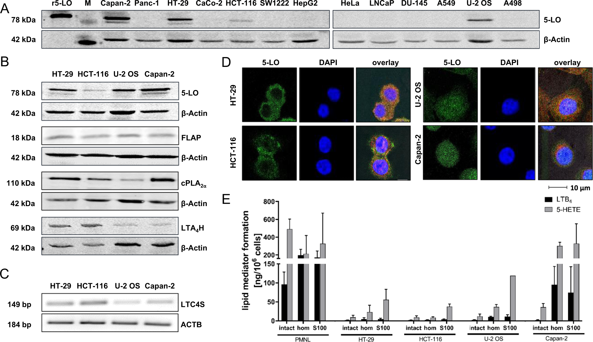 Knock-out of 5-lipoxygenase in overexpressing tumor cells—consequences on  gene expression and cellular function | Cancer Gene Therapy