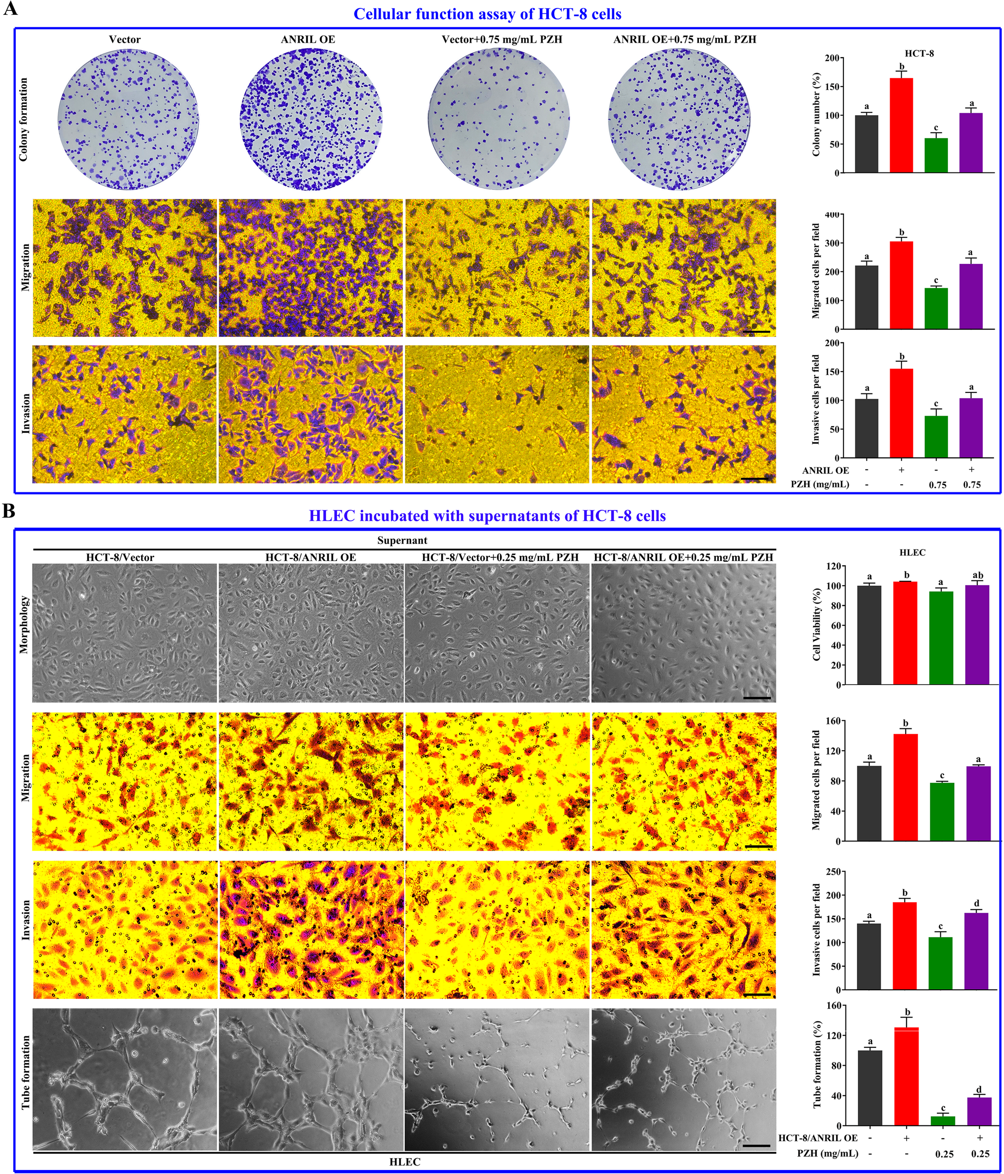Fig. 6: Overexpression of ANRIL decreased the effect of PZH on cancer cells, and the regulation of cancer cells on HLECs.
