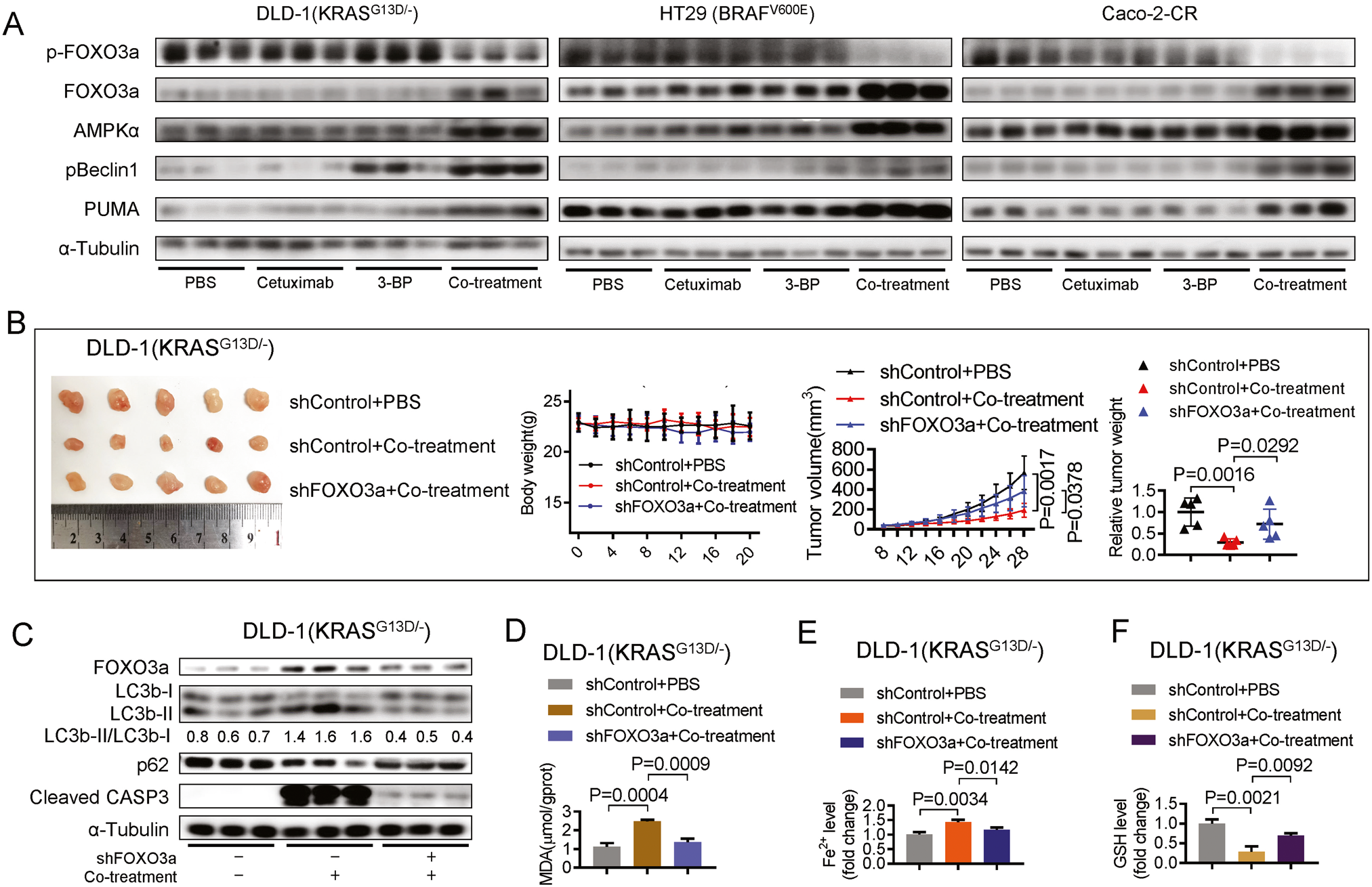 Fig. 5: Co-treatment of 3-BP with cetuximab induces ferroptosis, autophagy, and apoptosis in xenograft nude mouse models.