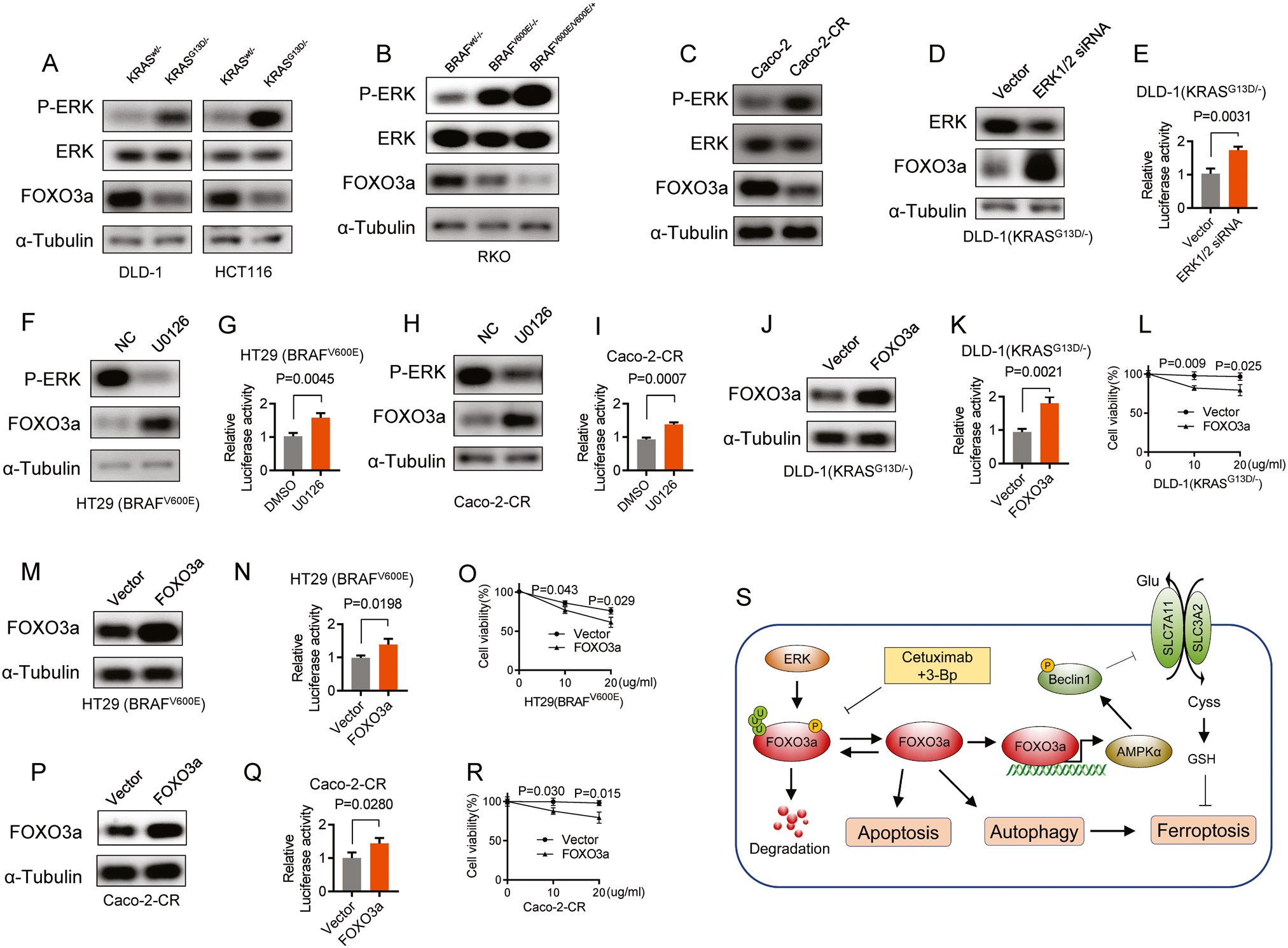 Fig. 6: The FOXO3a protein level is downregulated in cetuximab-resistant CRC cell lines.