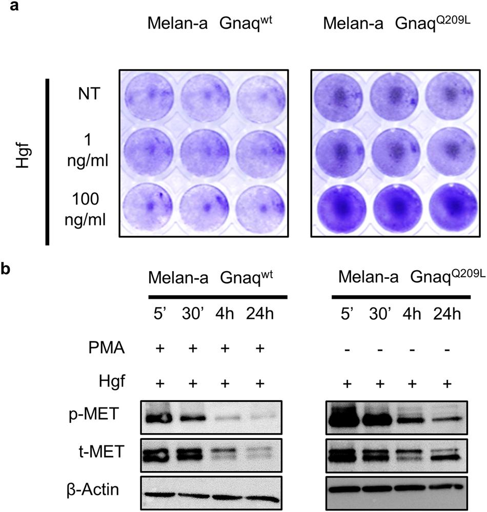 Fig. 5: The oncogenic GnaqQ209L mutation sensitizes the immortalized melanocyte line Melan-a for Hgf-Met signaling.