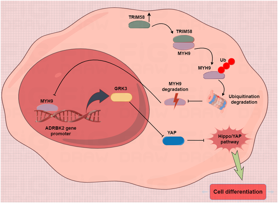 TRIM58 downregulation maintains stemness via MYH9-GRK3-YAP axis