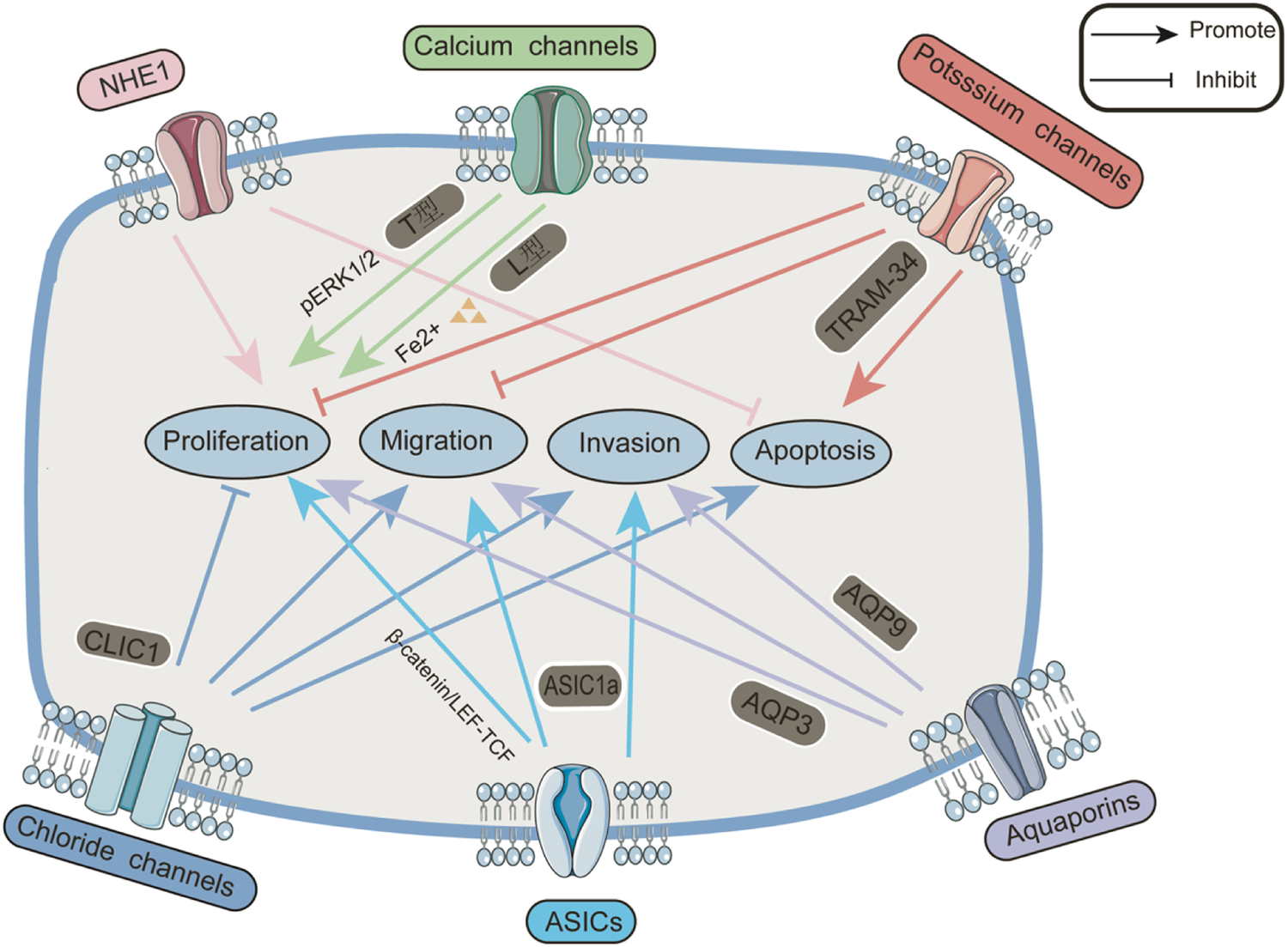 Fig. 1: Pathological role of ion channels and transporters in hepatocellular carcinoma.
