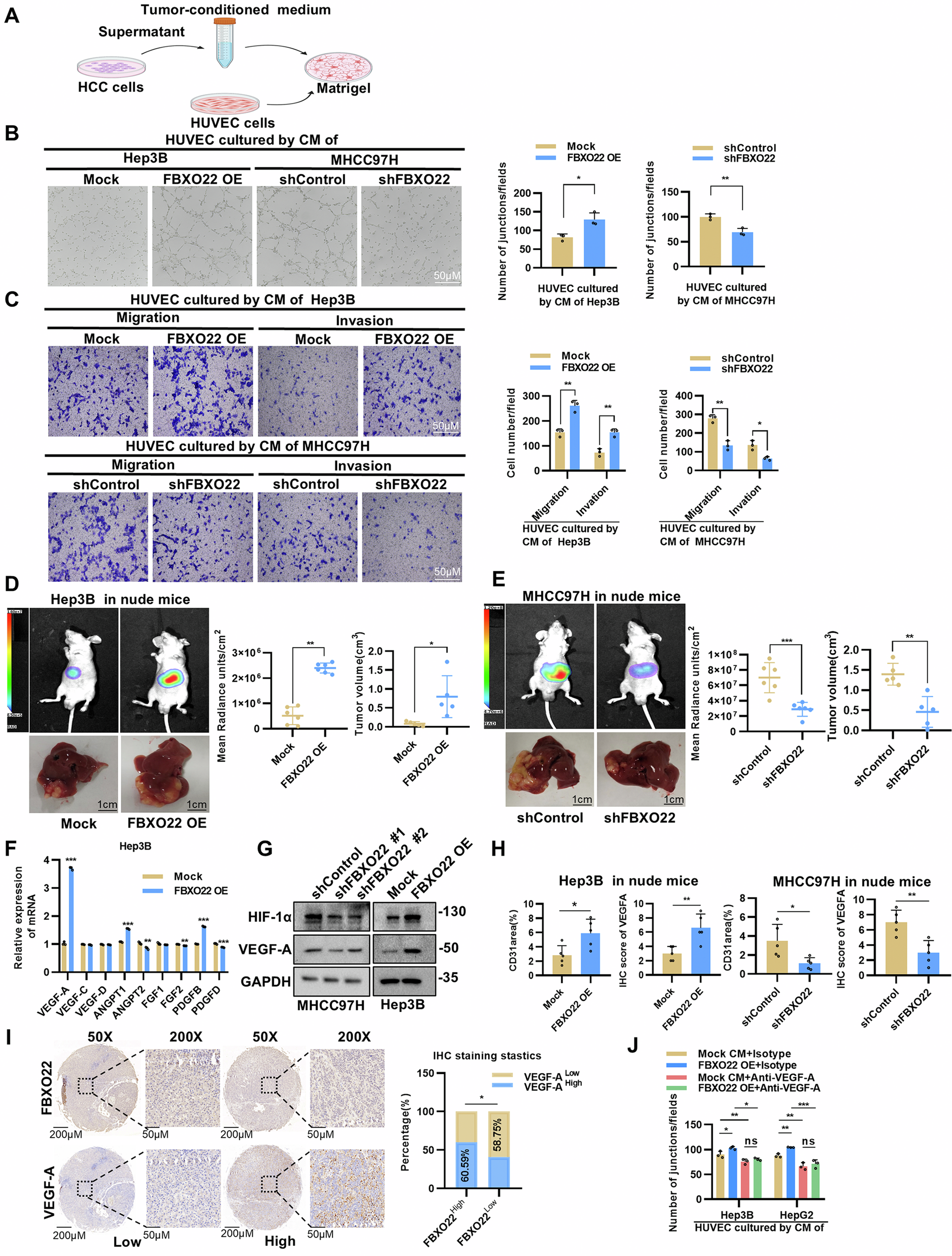 Fig. 2: FBXO22 promotes angiogenesis in liver cancer both in vitro and in vivo.
