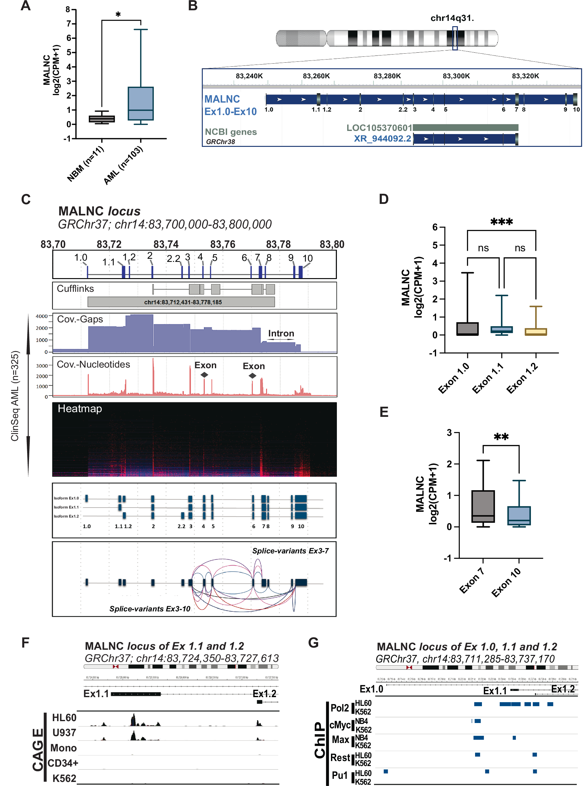 Fig. 1: LncRNA MALNC, highly expressed in AML, is multi-exonic and polyadenylated.
