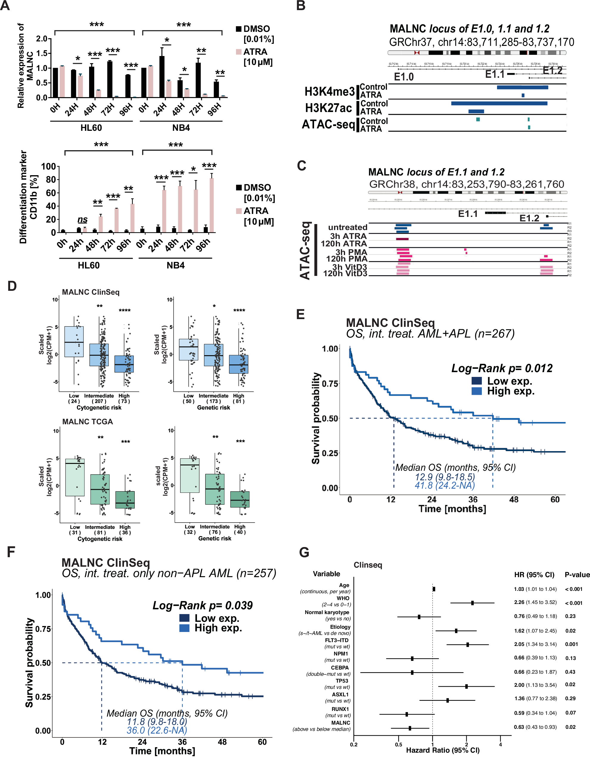 Fig. 4: MALNC decreases during ATRA-induced myeloid differentiation and associates with better OS in AML patients.