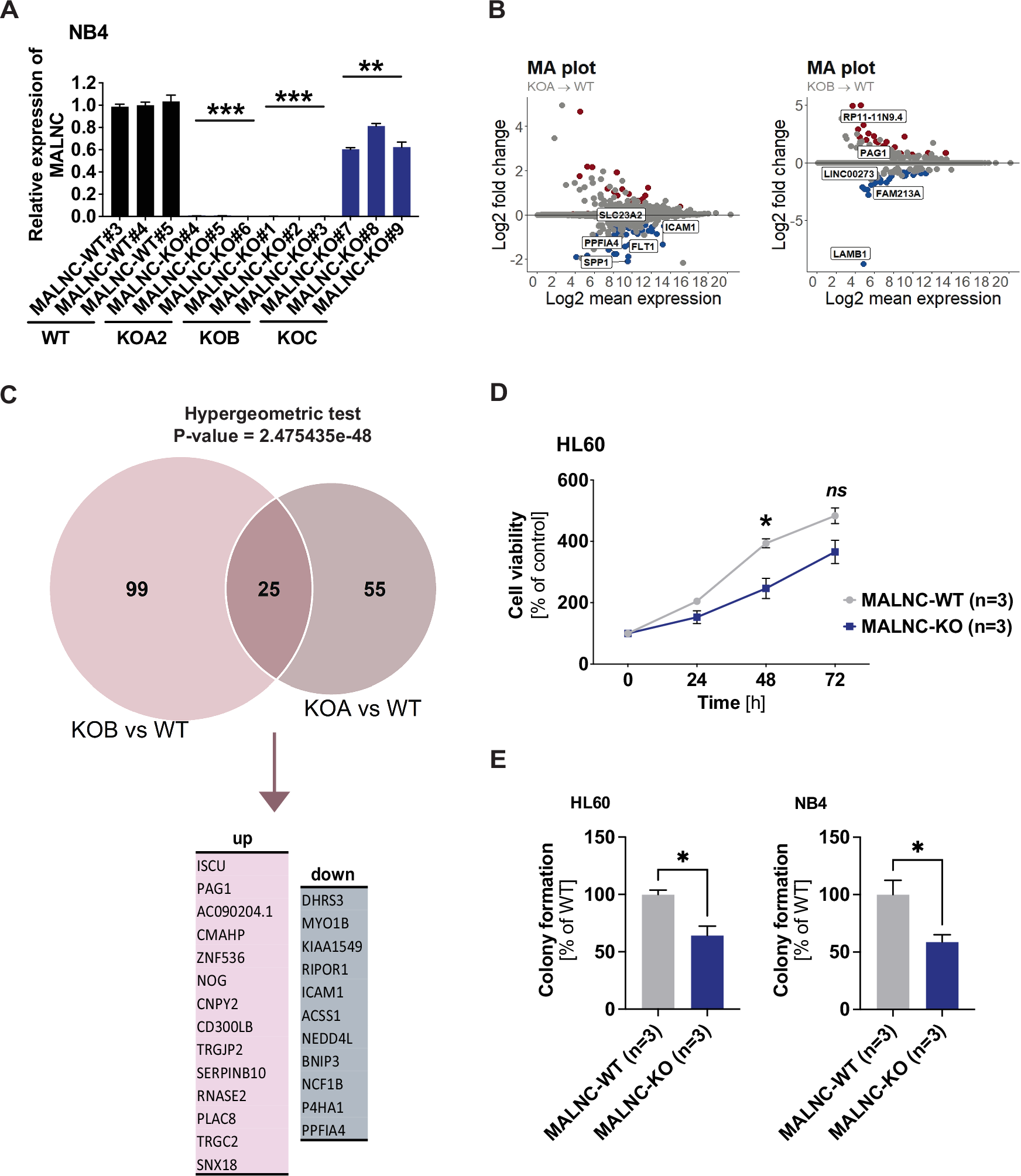 Fig. 5: MALNC knockout alters the expression of genes associated with differentiation and retinoic acid signaling and impairs cell viability.