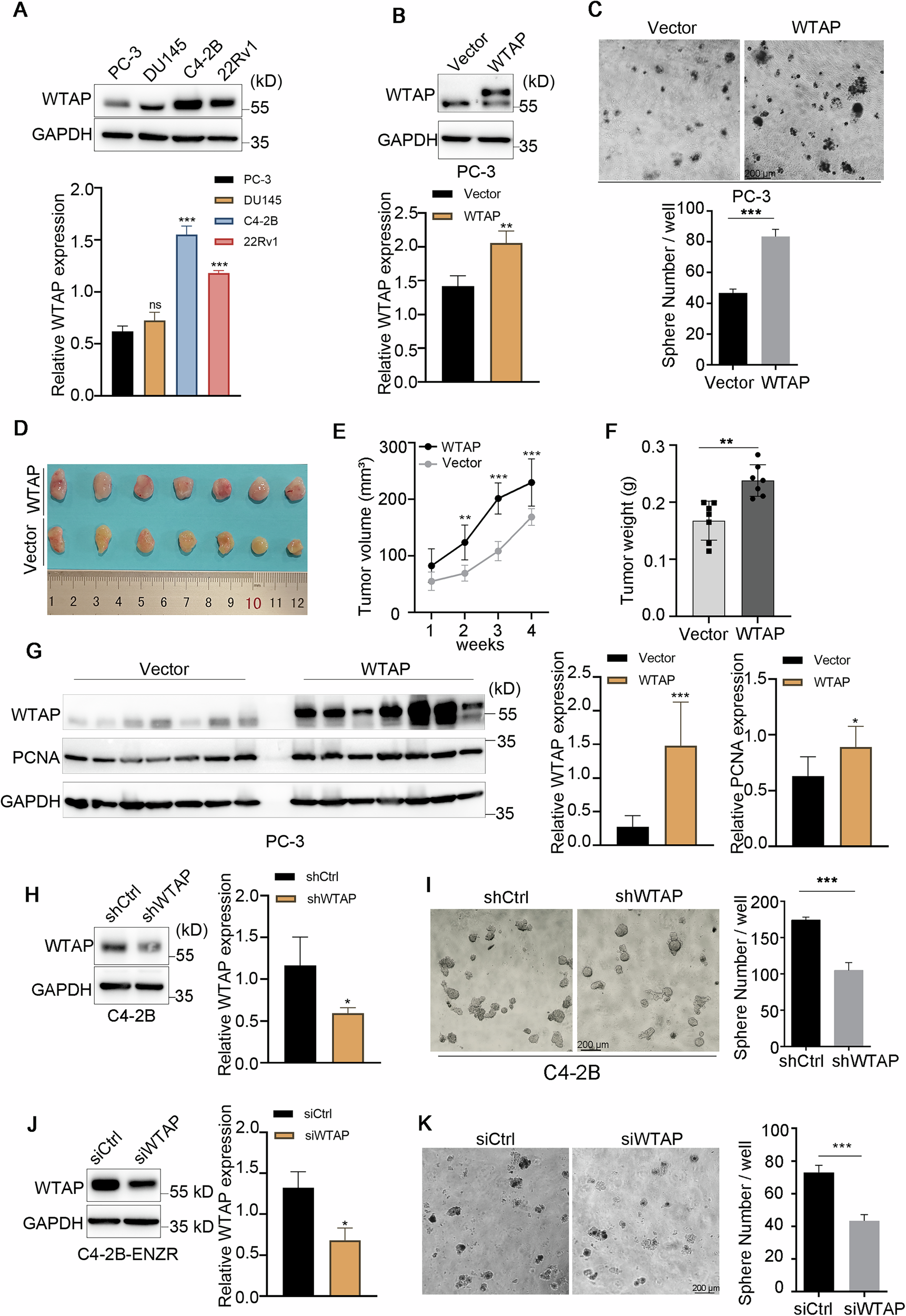 Fig. 2: WTAP promotes cell growth.